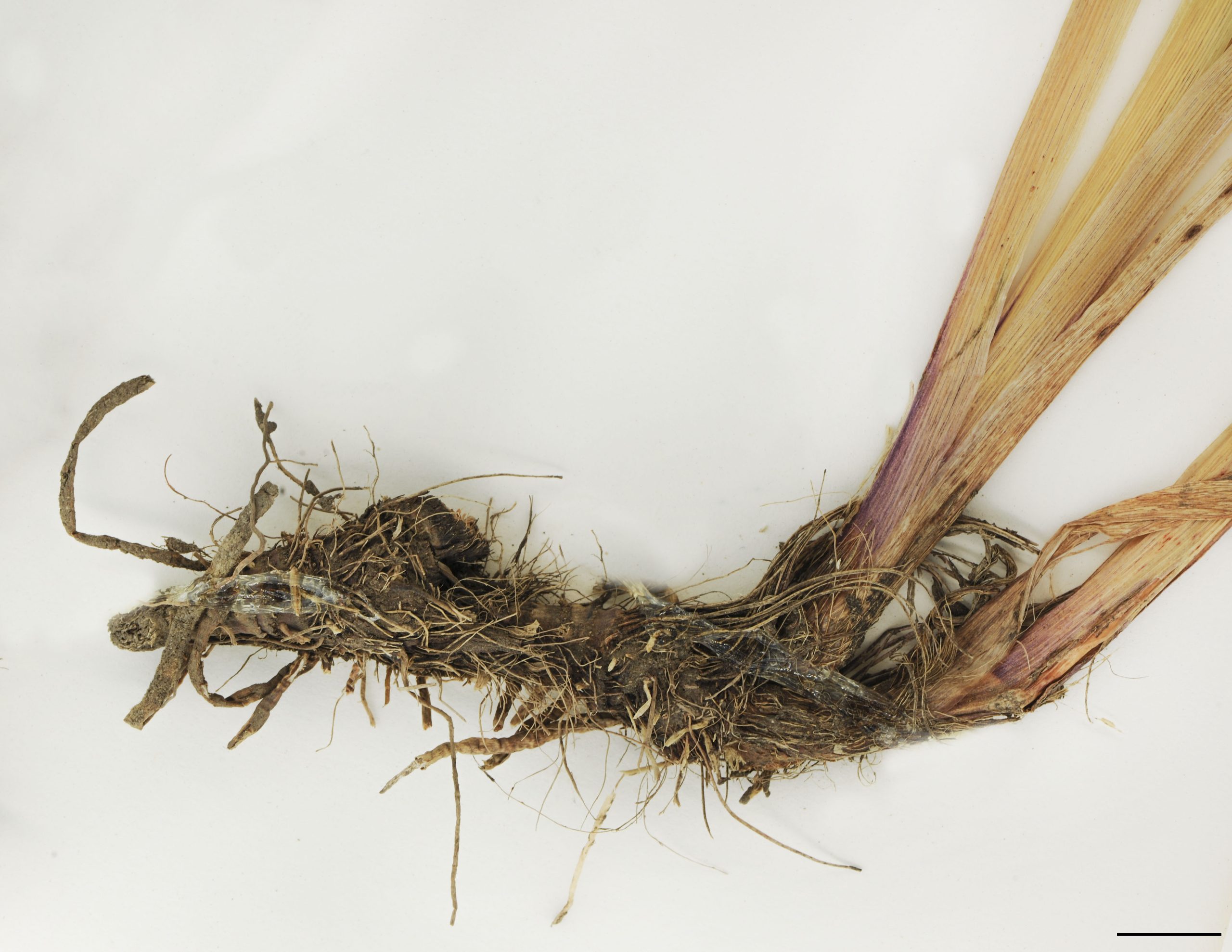 Rhizome horizontal ou ascendant, gros et charnu.