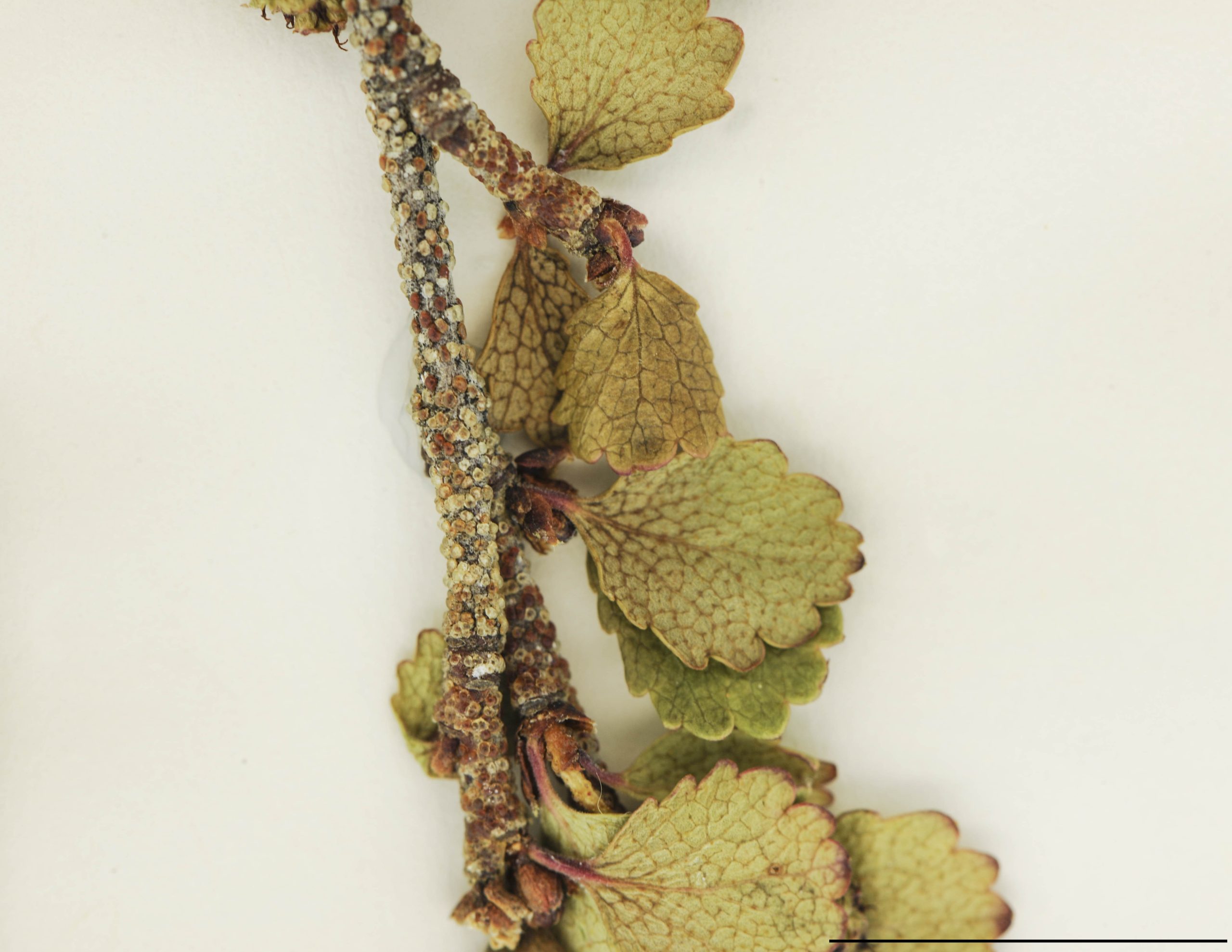 Jeunes rameaux grisâtres, glabres ou finement pubescents, munis de nombreuses glandes résineuses translucides, dorées ou grisâtres.