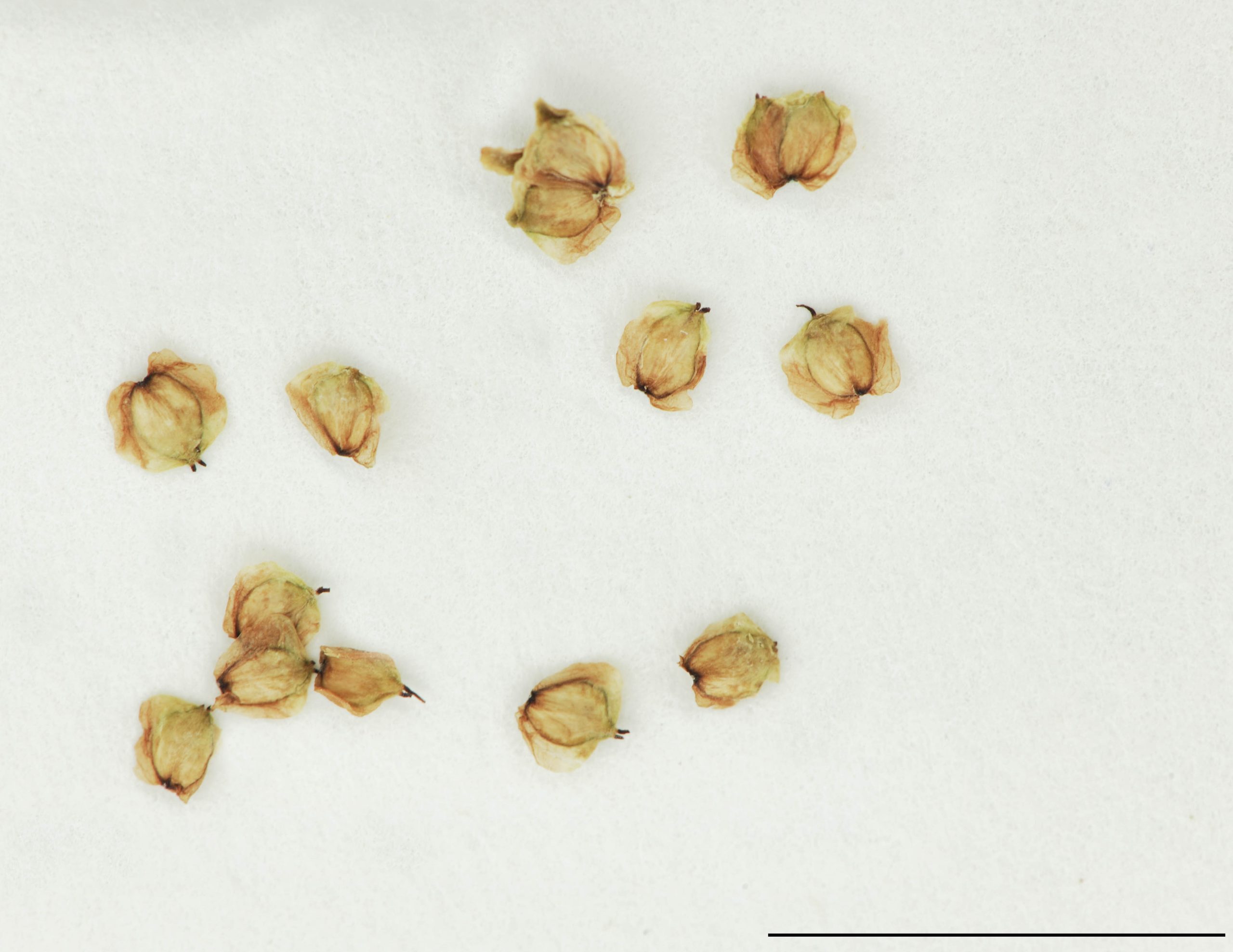 Samares obovées à suborbiculaires, 1,2-1,8 mm de long, minces, munie d'une aile translucide.