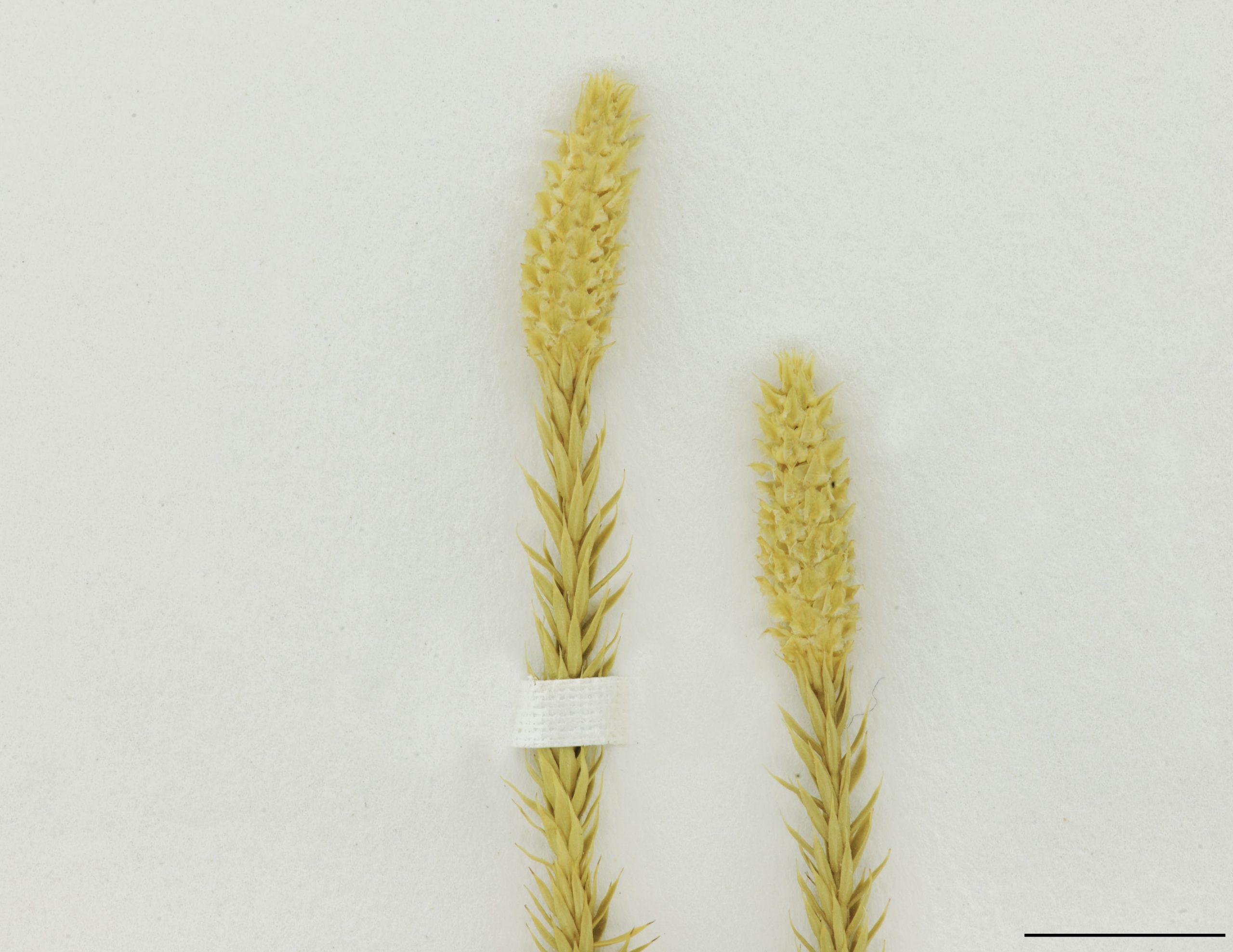 Strobiles solitaires au sommet des rameaux fertiles, sessiles, cylindriques, 1,5 à 4 cm de long.