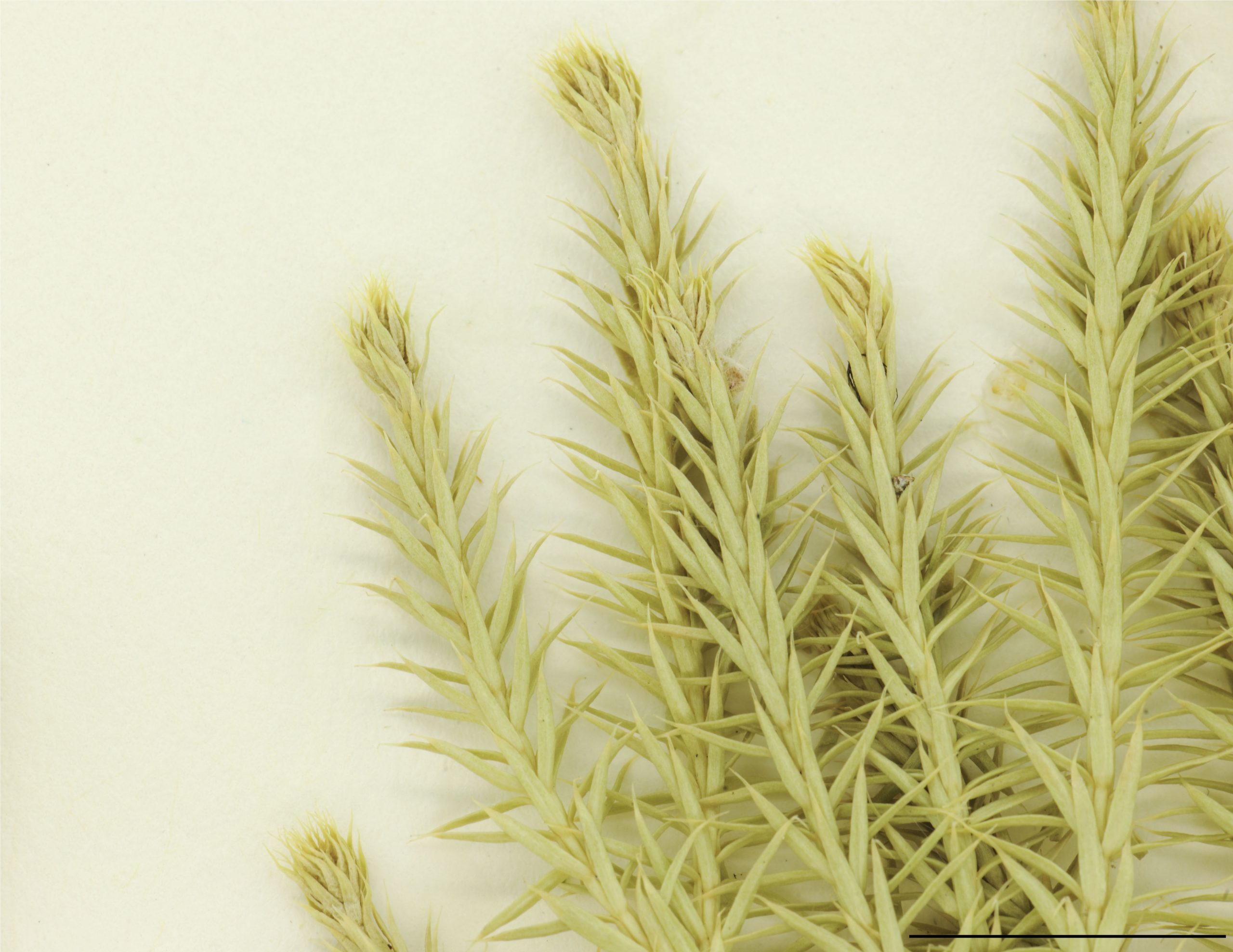 Feuilles disposées sur 8 à 10 rangs, lancéolées-linéaires, aiguës et spinulées, entières à denticulées, vert clair.