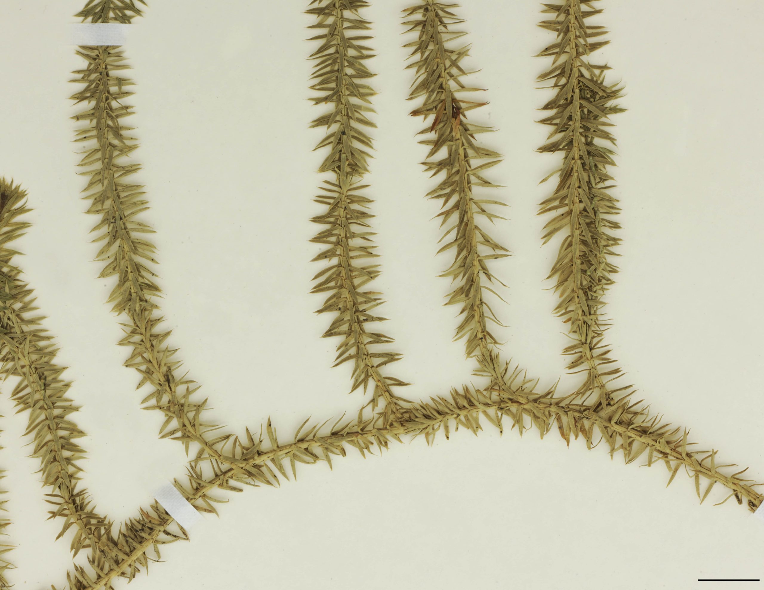 Rhizome 1 à 3 m de long, superficiel ou enfouie sous la litière, plus ou moins feuillé, s'enracinant à intervalles, émettant des tiges dressées, simples ou ramifiées, longues de 3 à 25 cm.