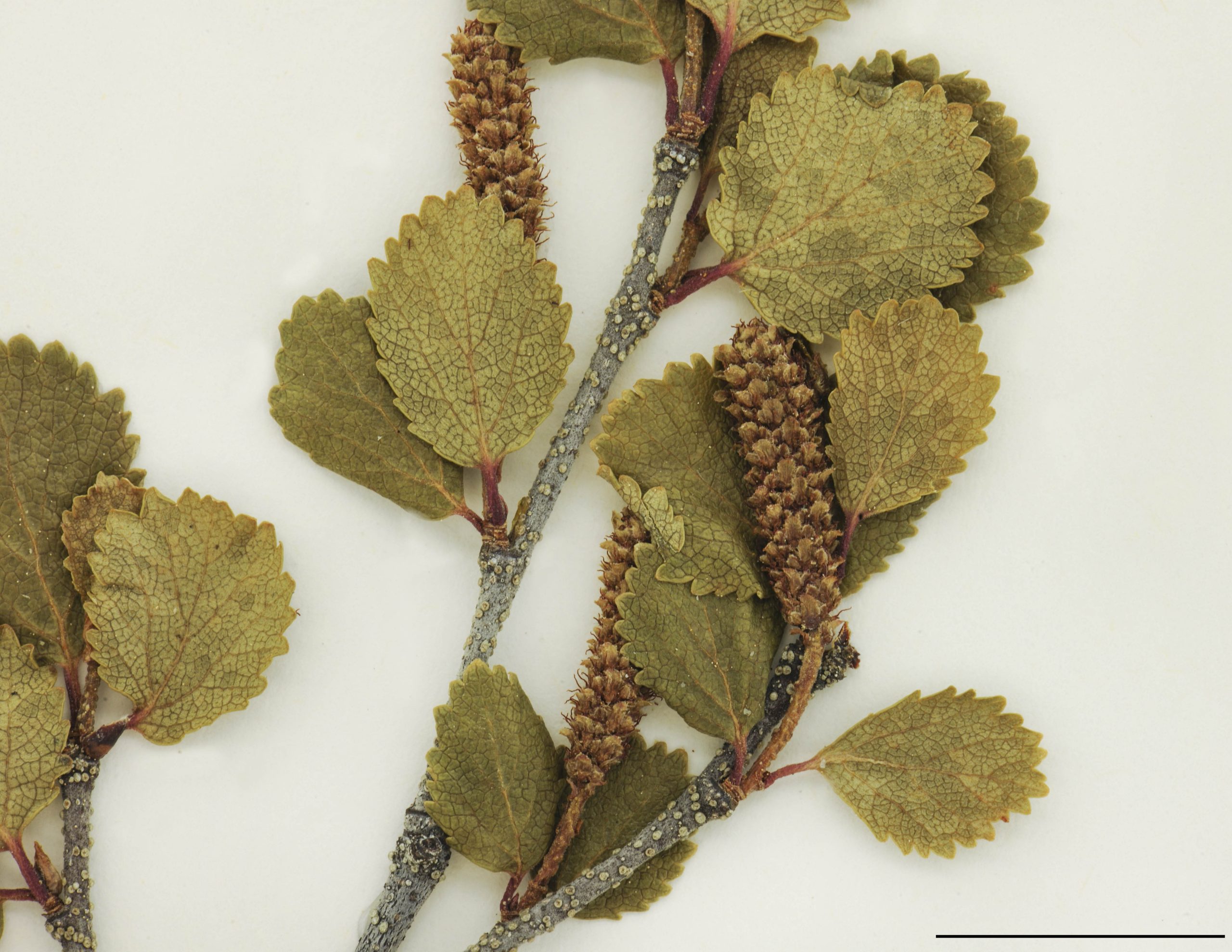 Chatons fructifères cylindriques, 1 à 2,5 cm de long, pédonculés; écailles trifides, brun orangé et souvent résineuses.