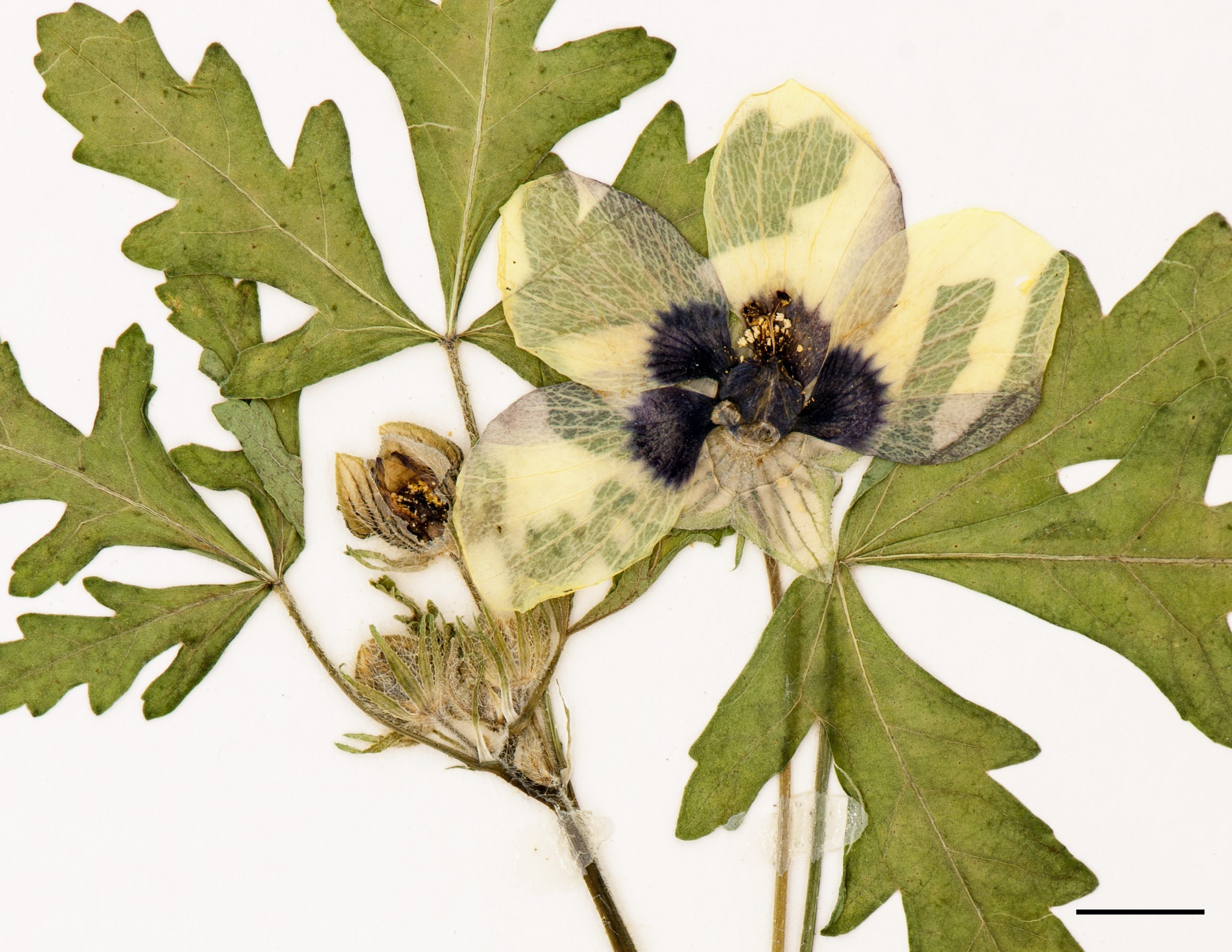 Fleurs de grande taille, pétales de couleur jaune pâle à centre pourpre.