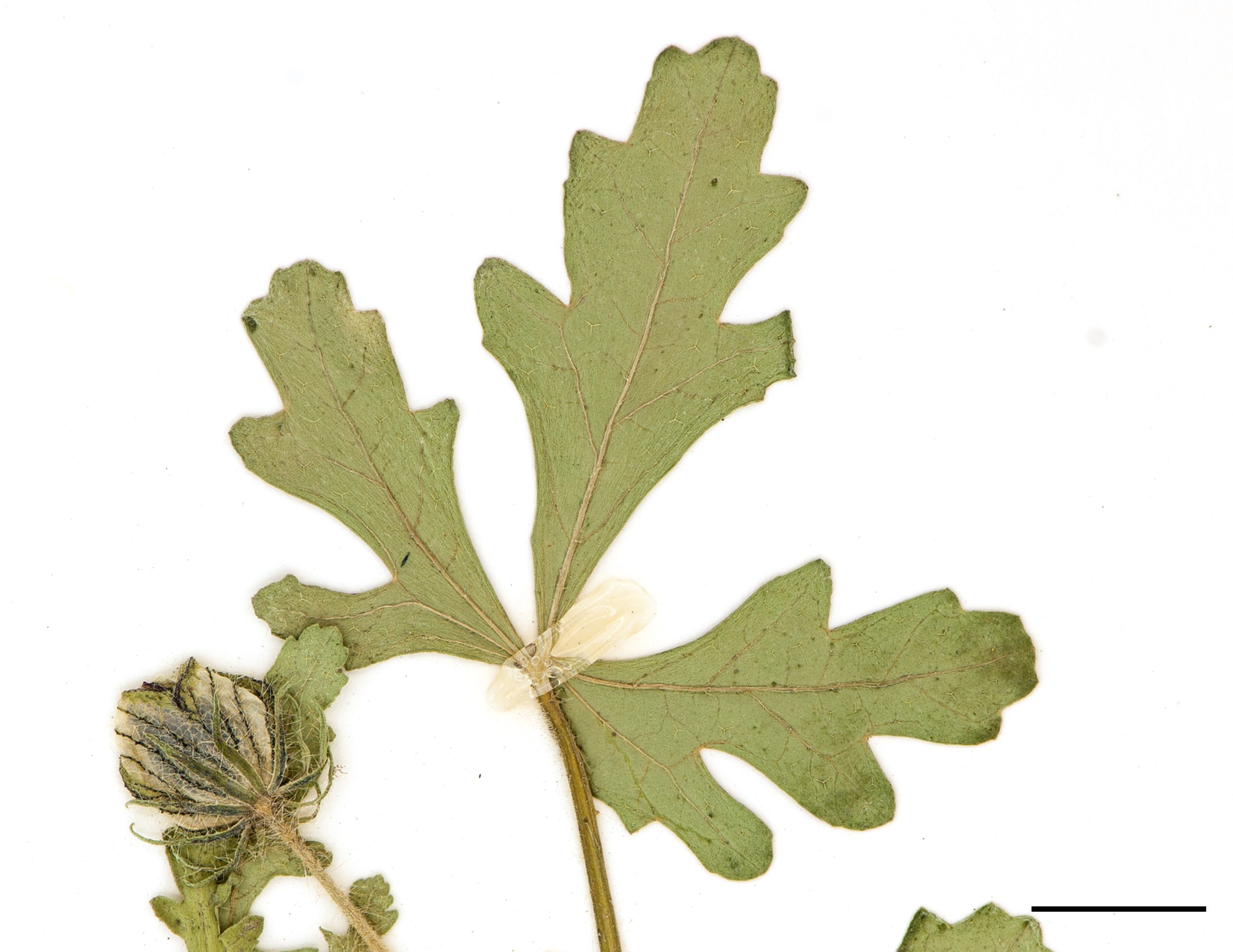 Feuilles profondément divisées en 3 à 7 lobes étroits, limbe pubescent.