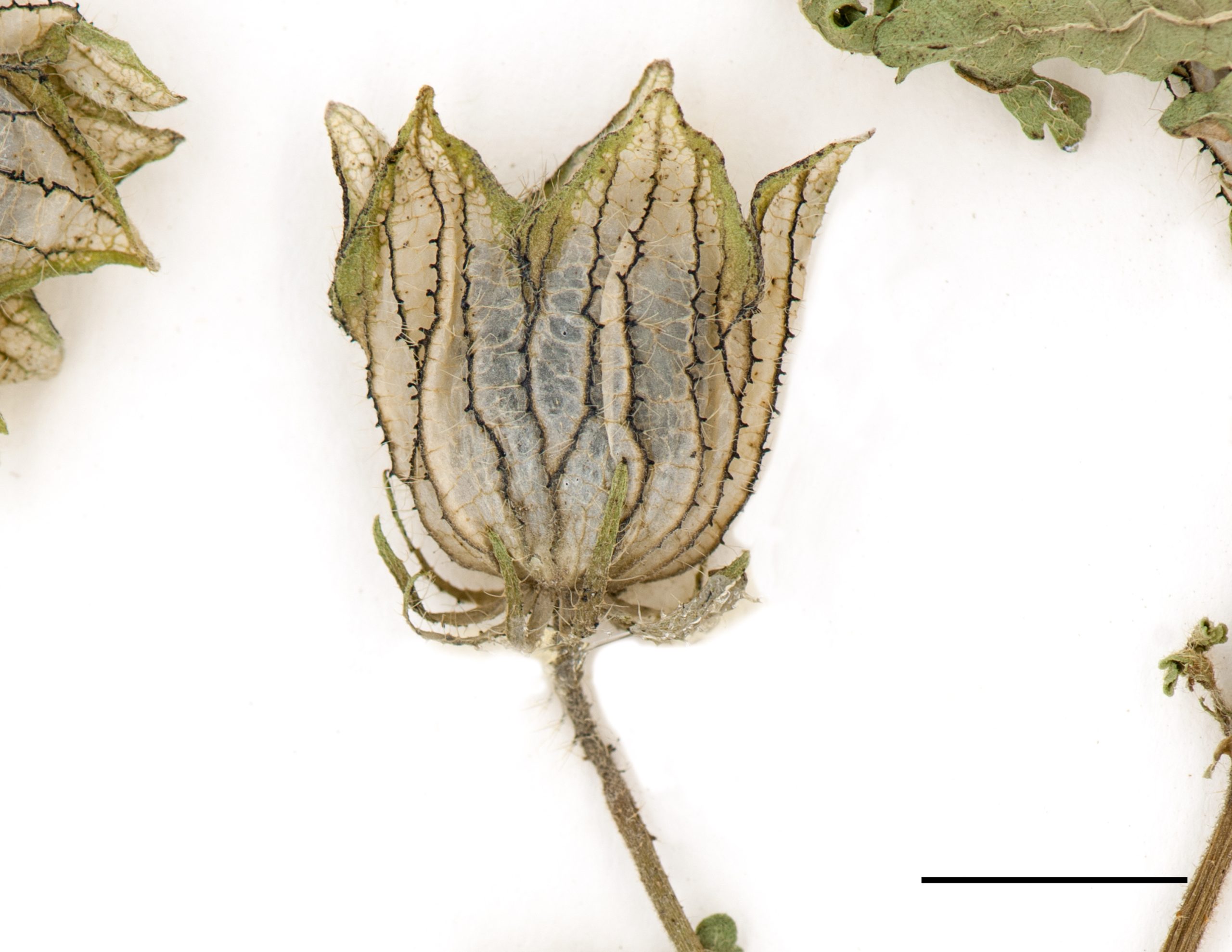 Fruit, des carpelles (graines) disposés en couronnes, calice membraneux, gonflé, pubescent.