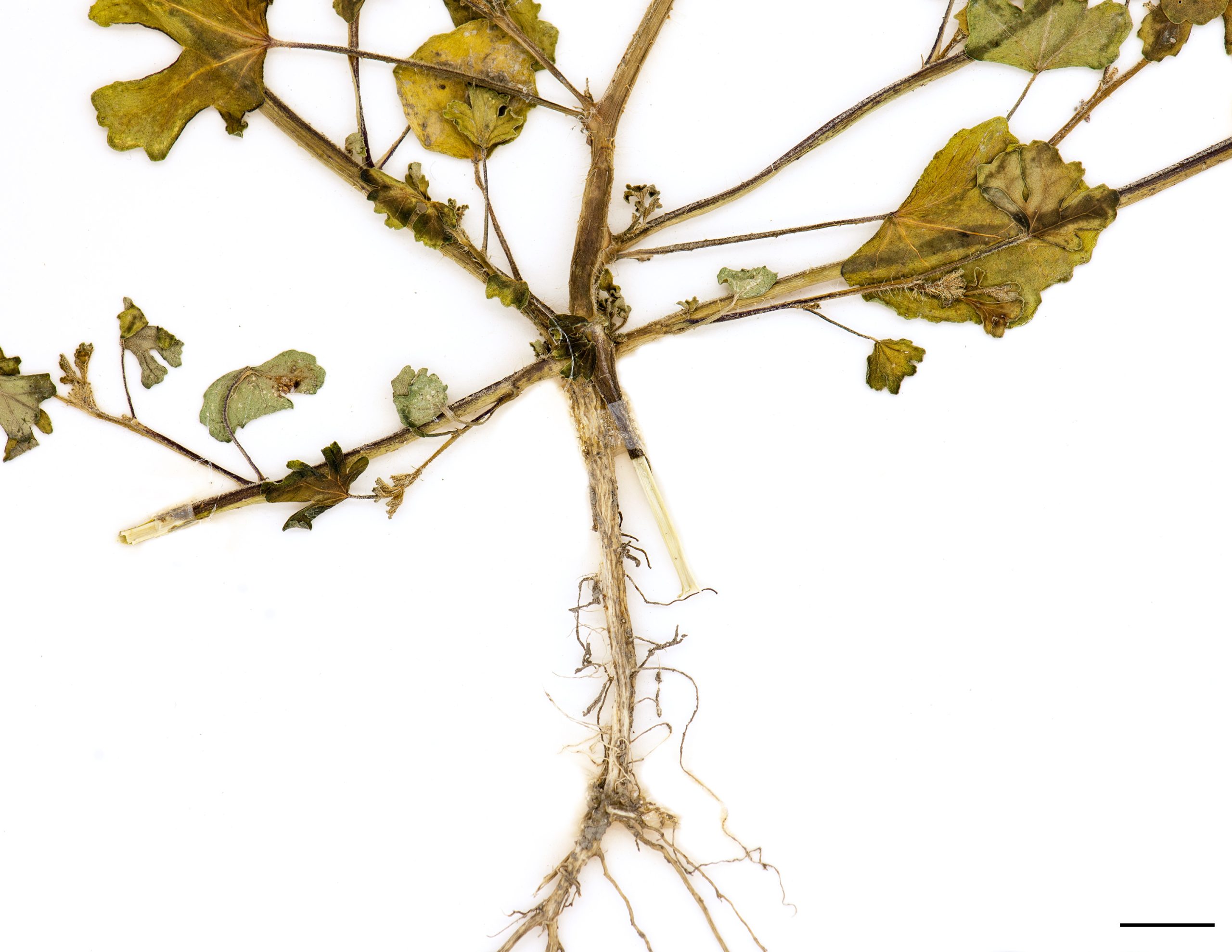 Base du plant épaissie, racines fasciculées.