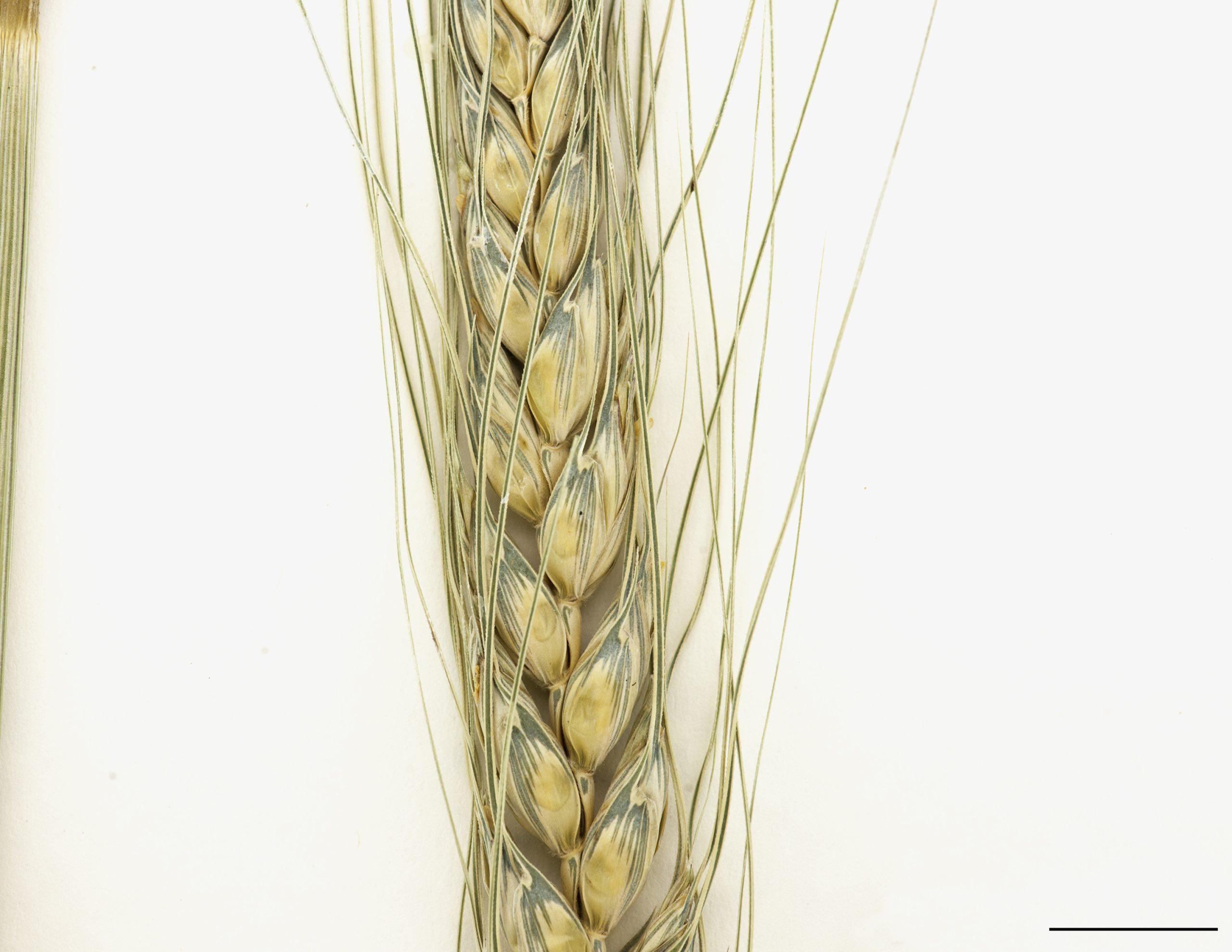 Section d'un épi, type avec des épillets portant des arêtes longues