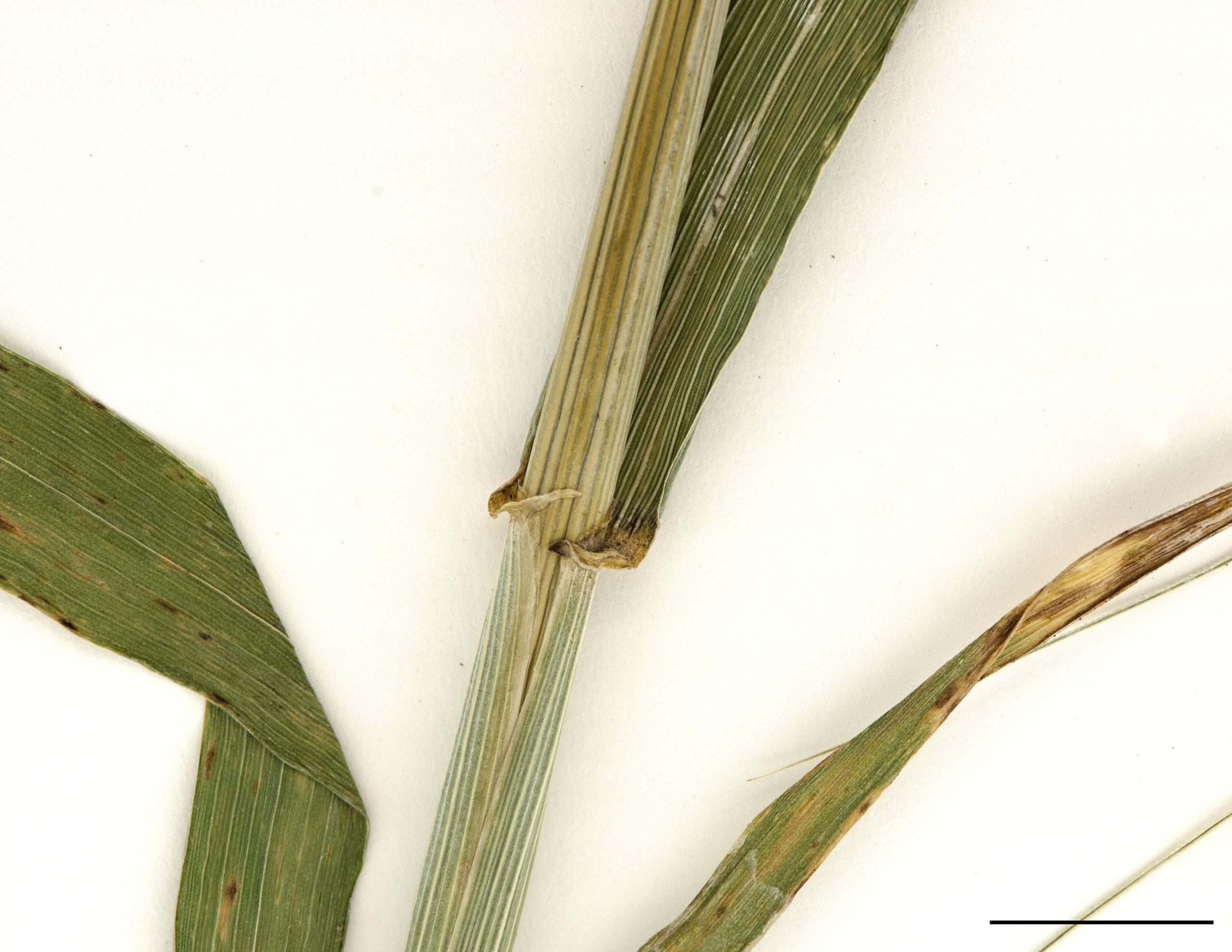 Base du limbe terminé par des oreillettes.