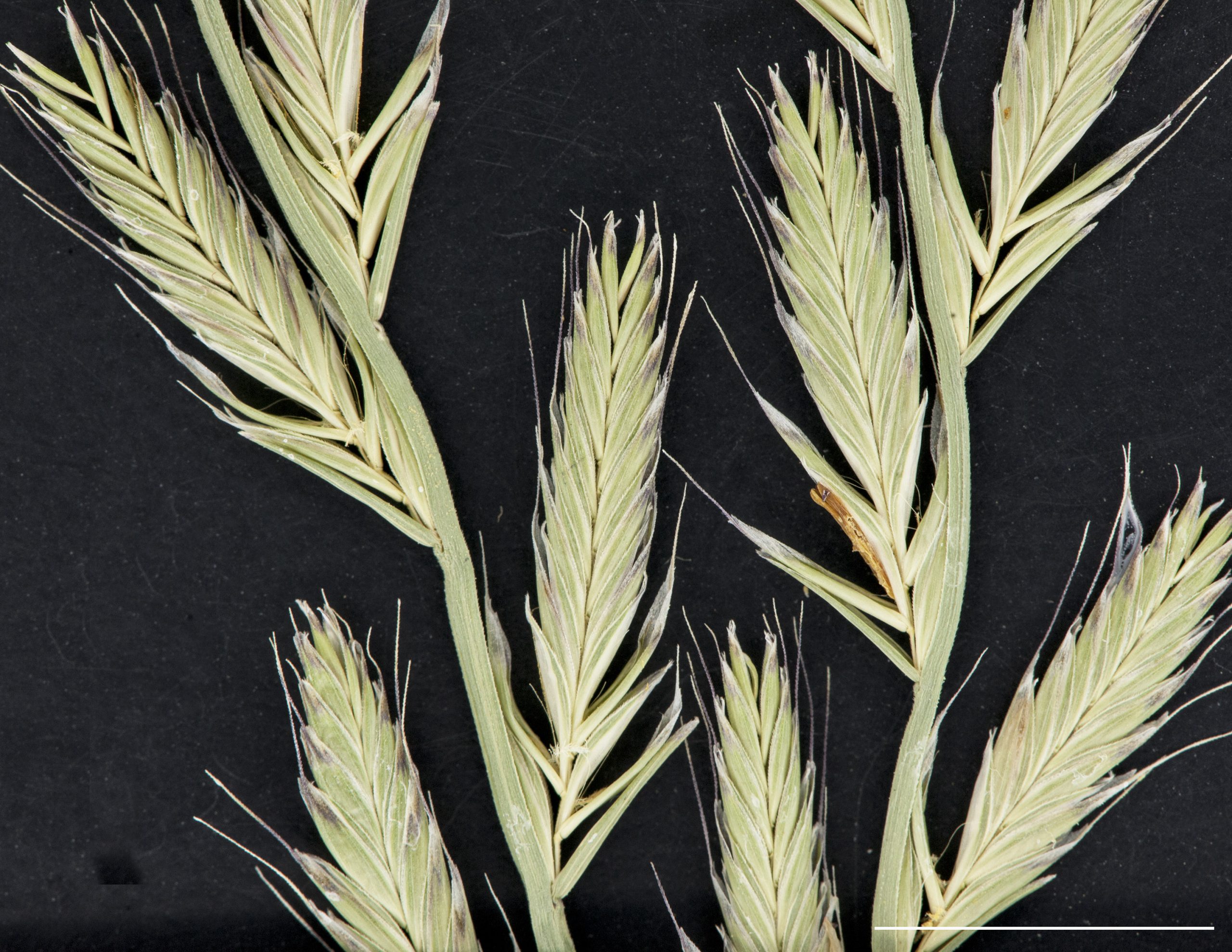 Épillets pluriflores, lemmes terminés par une arête