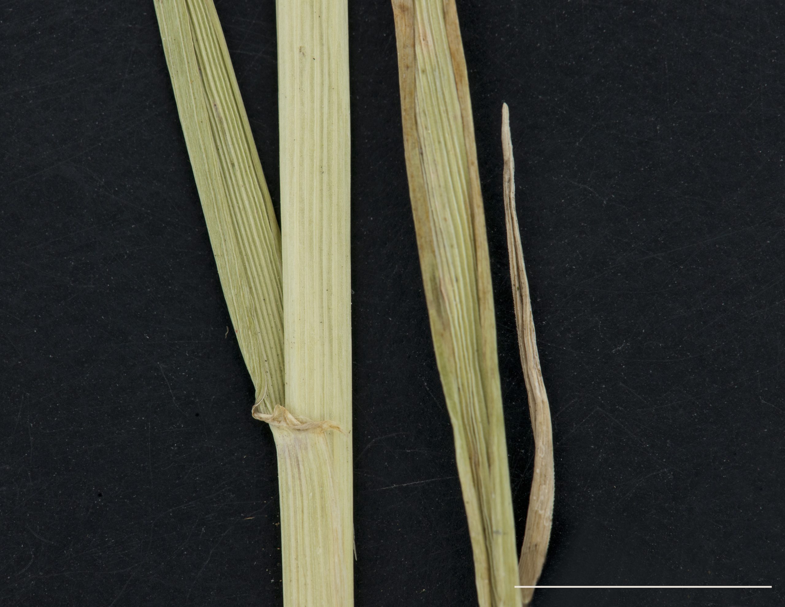 Présence d'oreillette au collet