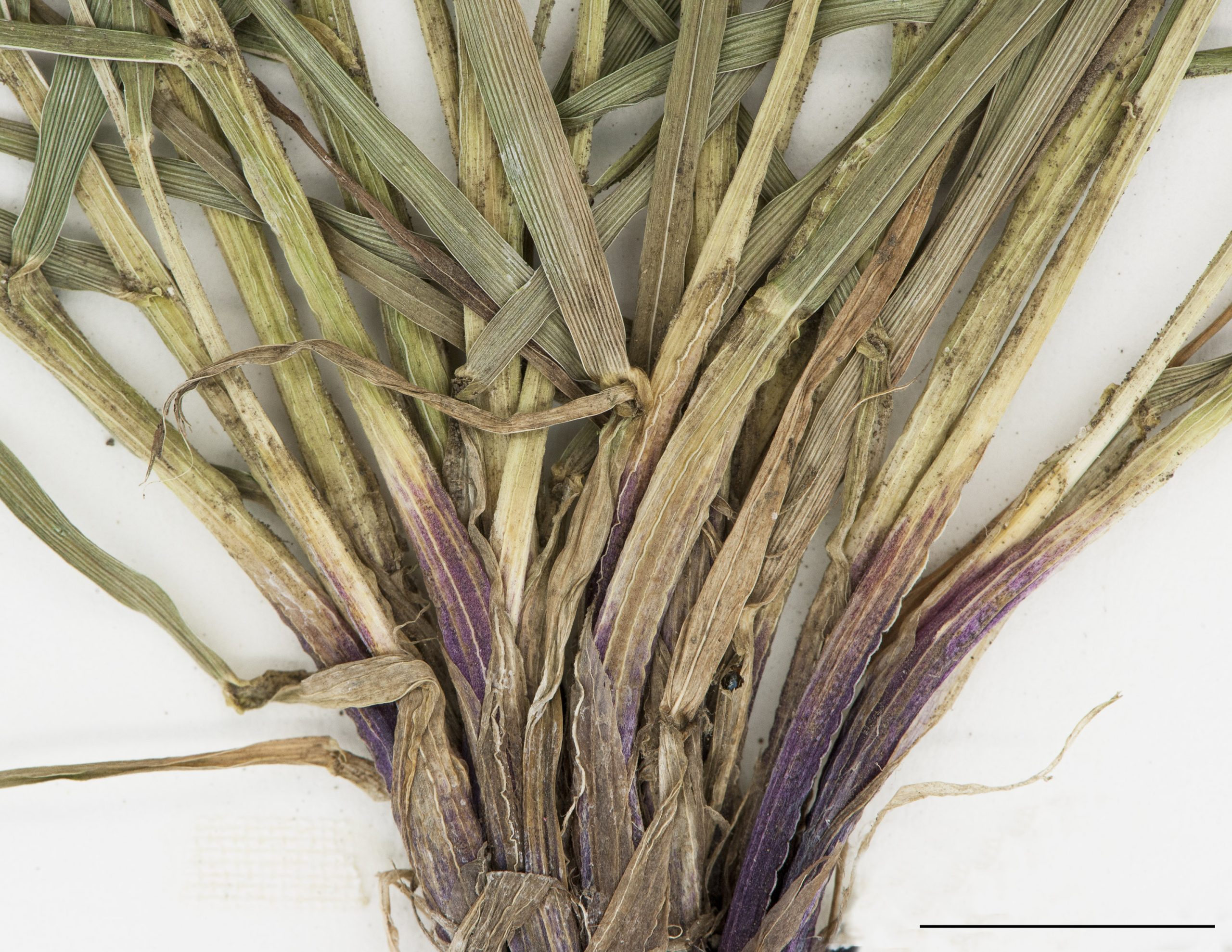 Base des tiges (gaines) rougeâtres