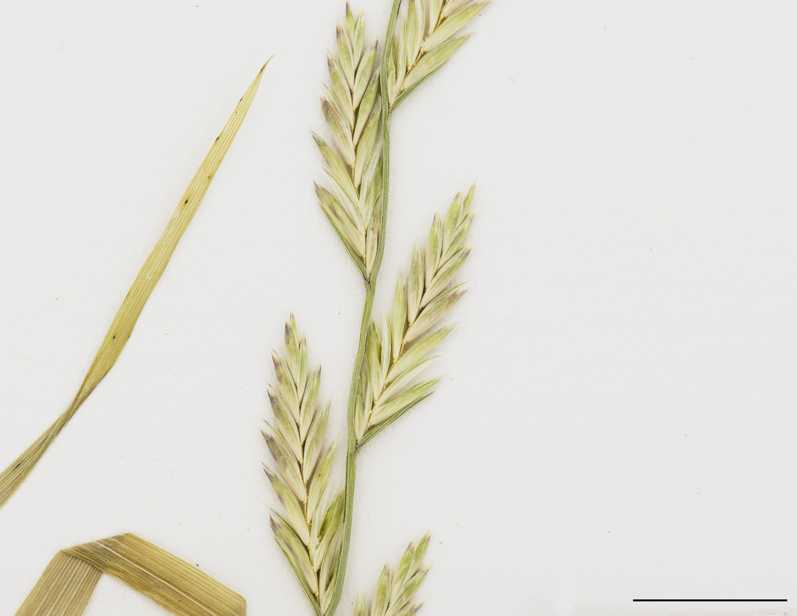 Épillets pluriflores