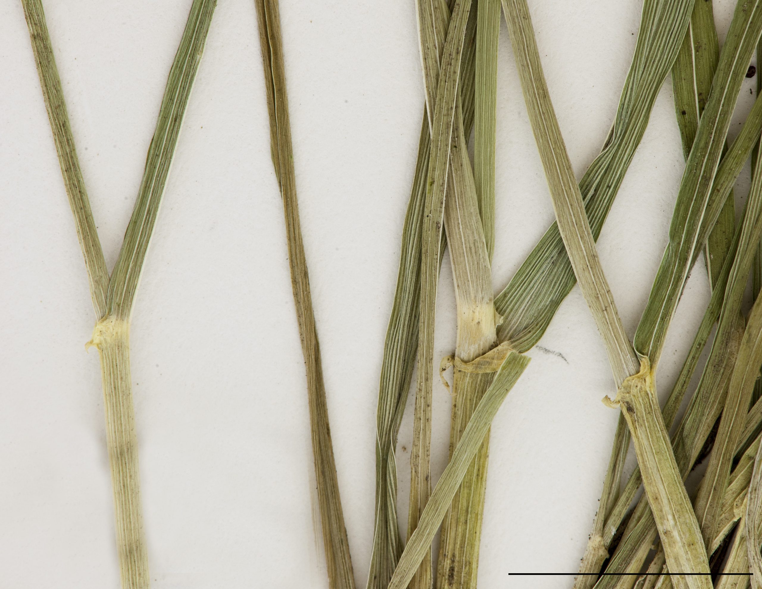 Présence d'oreillette au collet