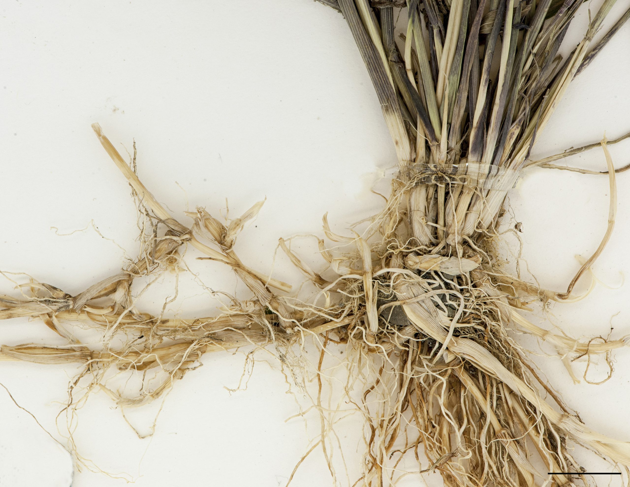 Rhizomes longs, racinesfibreuses