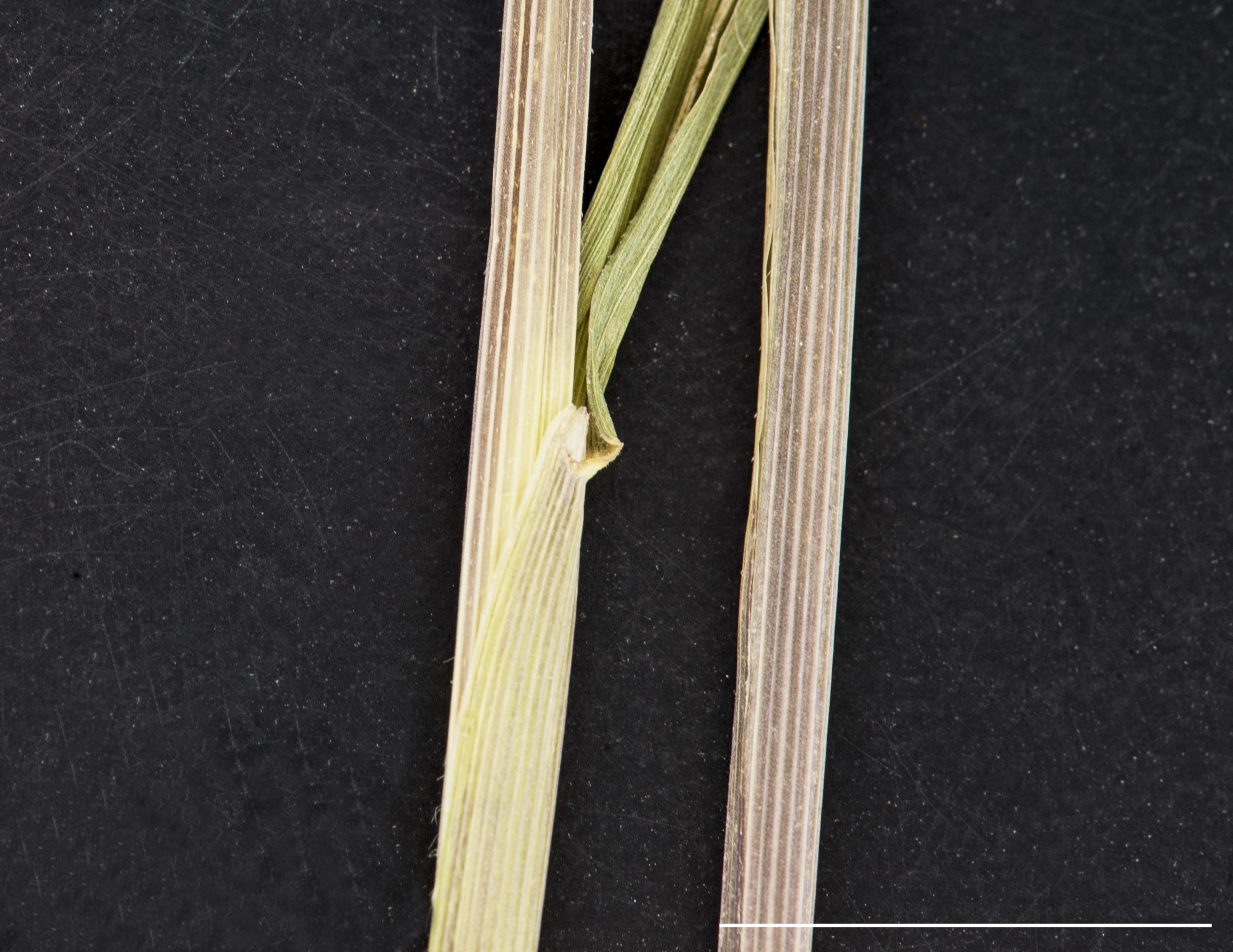 Ligule membraneuse, gaine scabre
