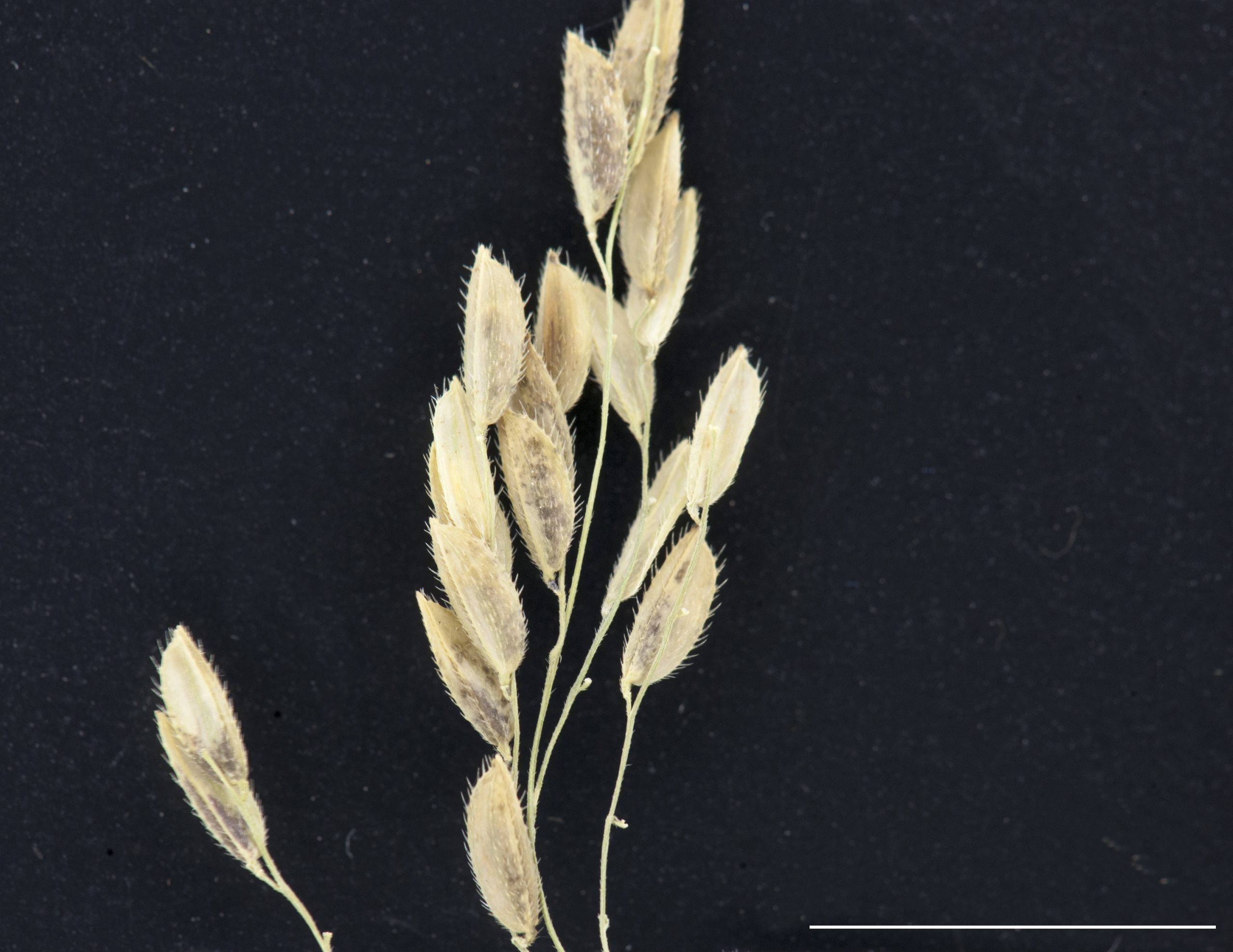 Épillets uniflores, comprimés