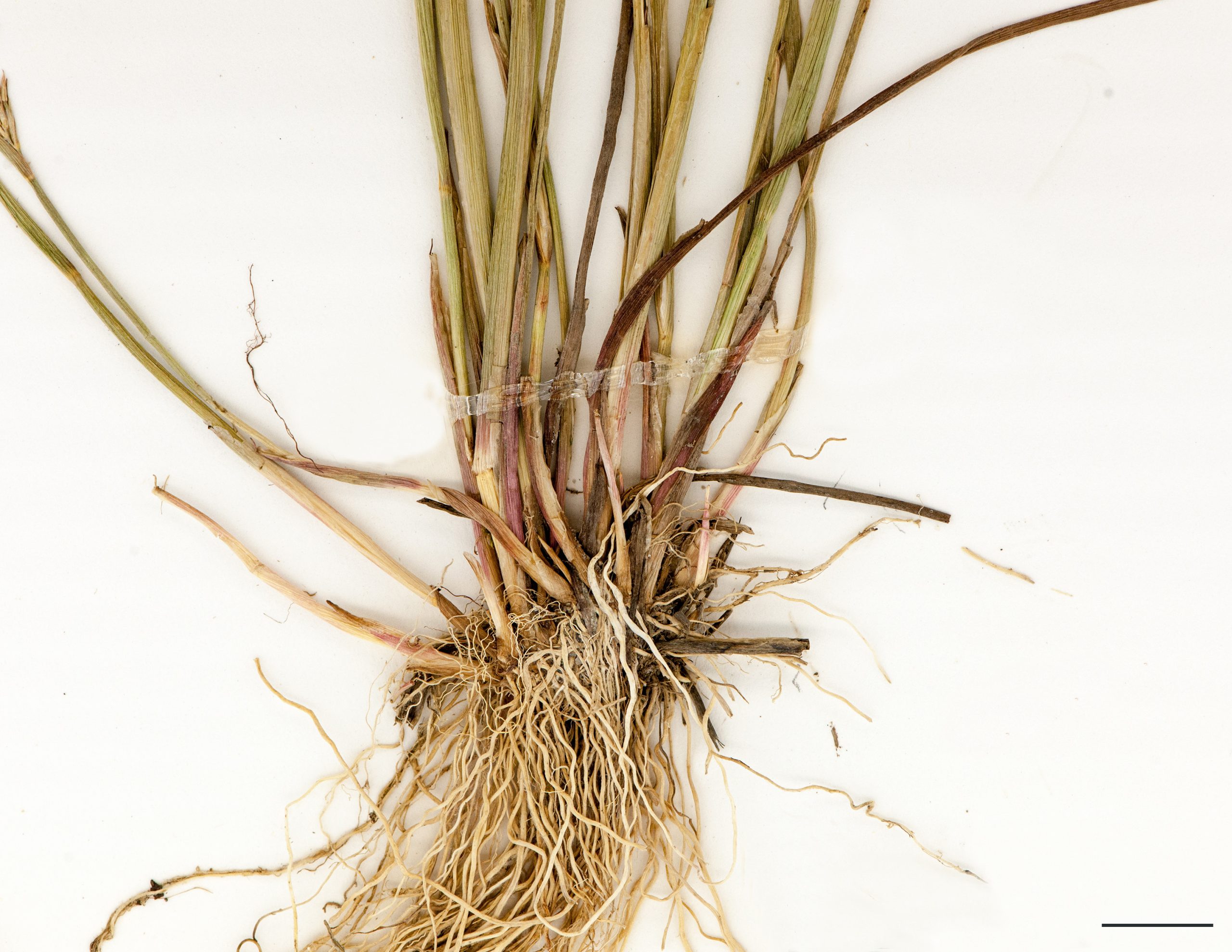 Rhizomes et racines