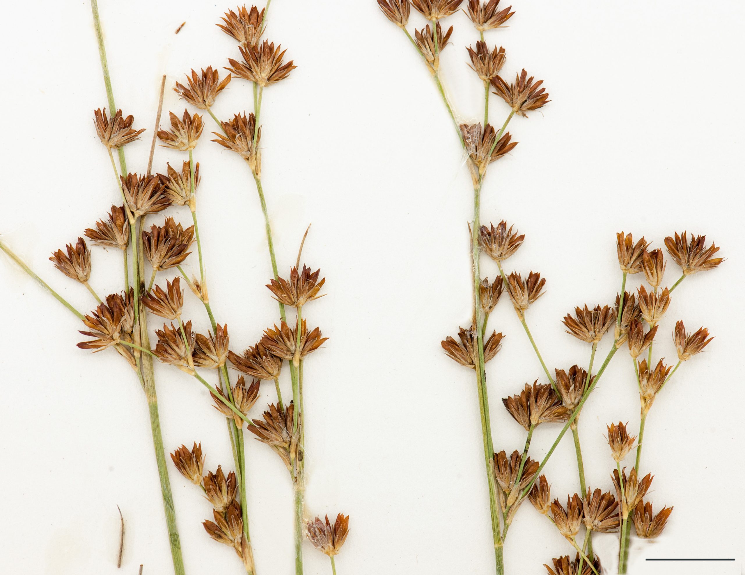 Infrutescence, capsule égalant la moitié des pièces florales