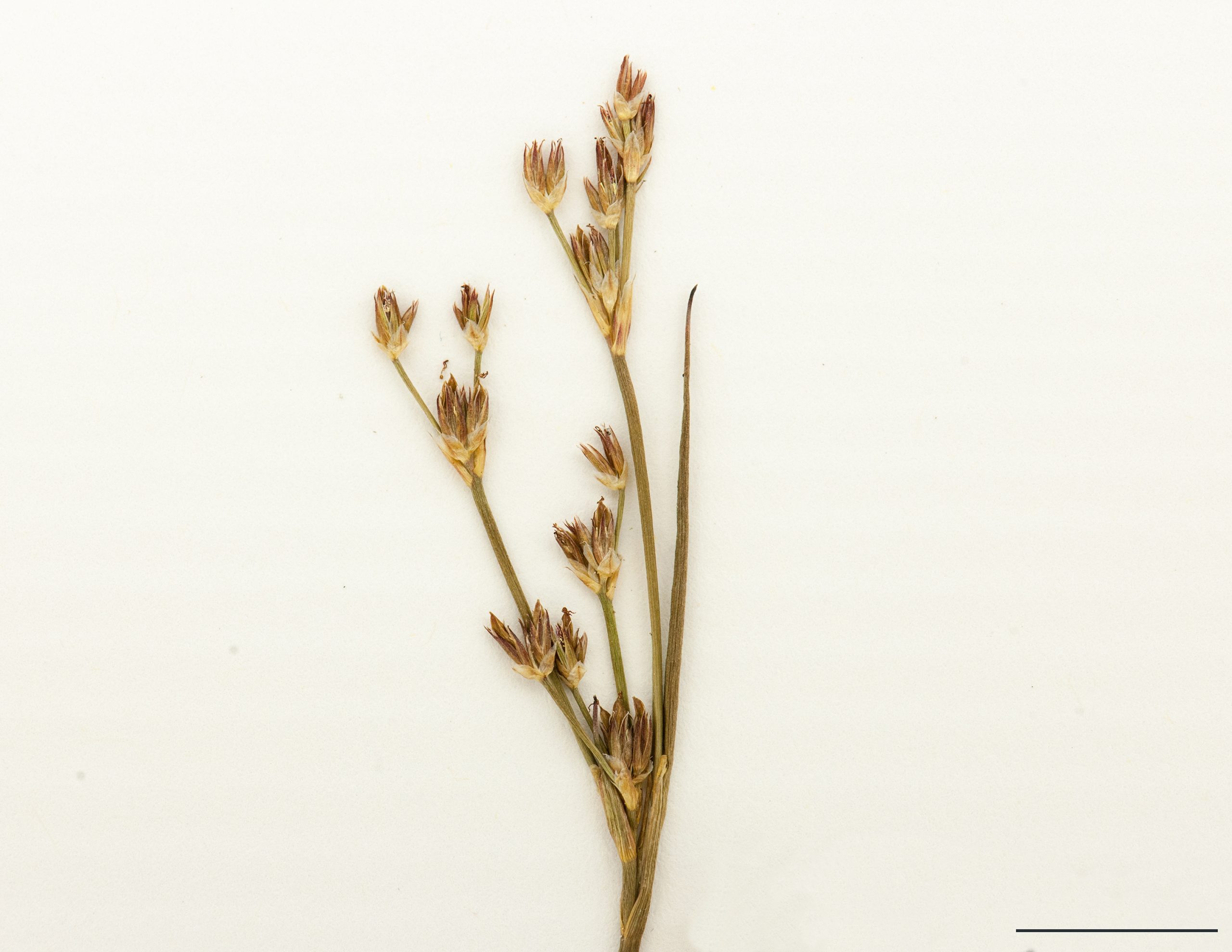 Inflorescence au sommet des branches