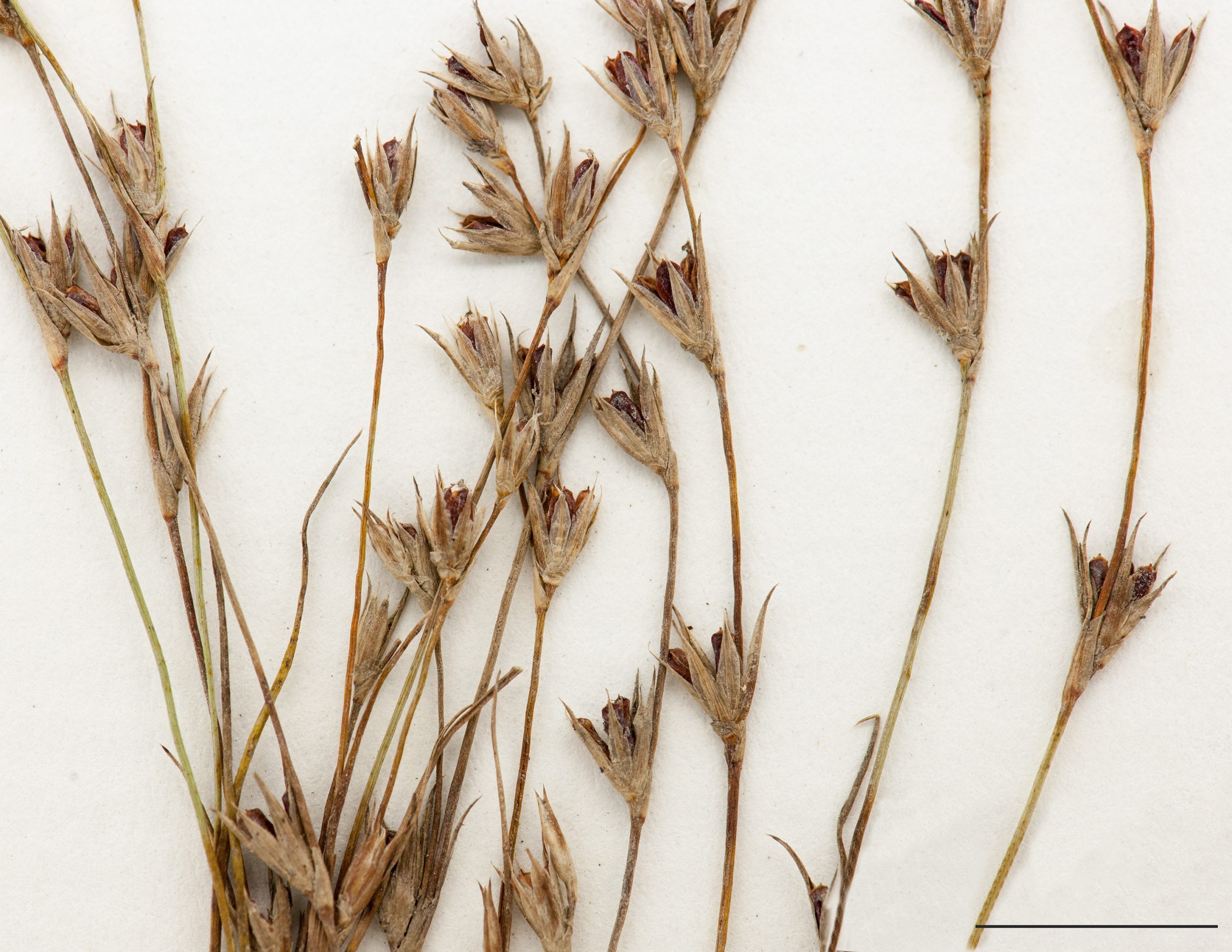 Infrutescence, capsules plus courtes que les pièces florales