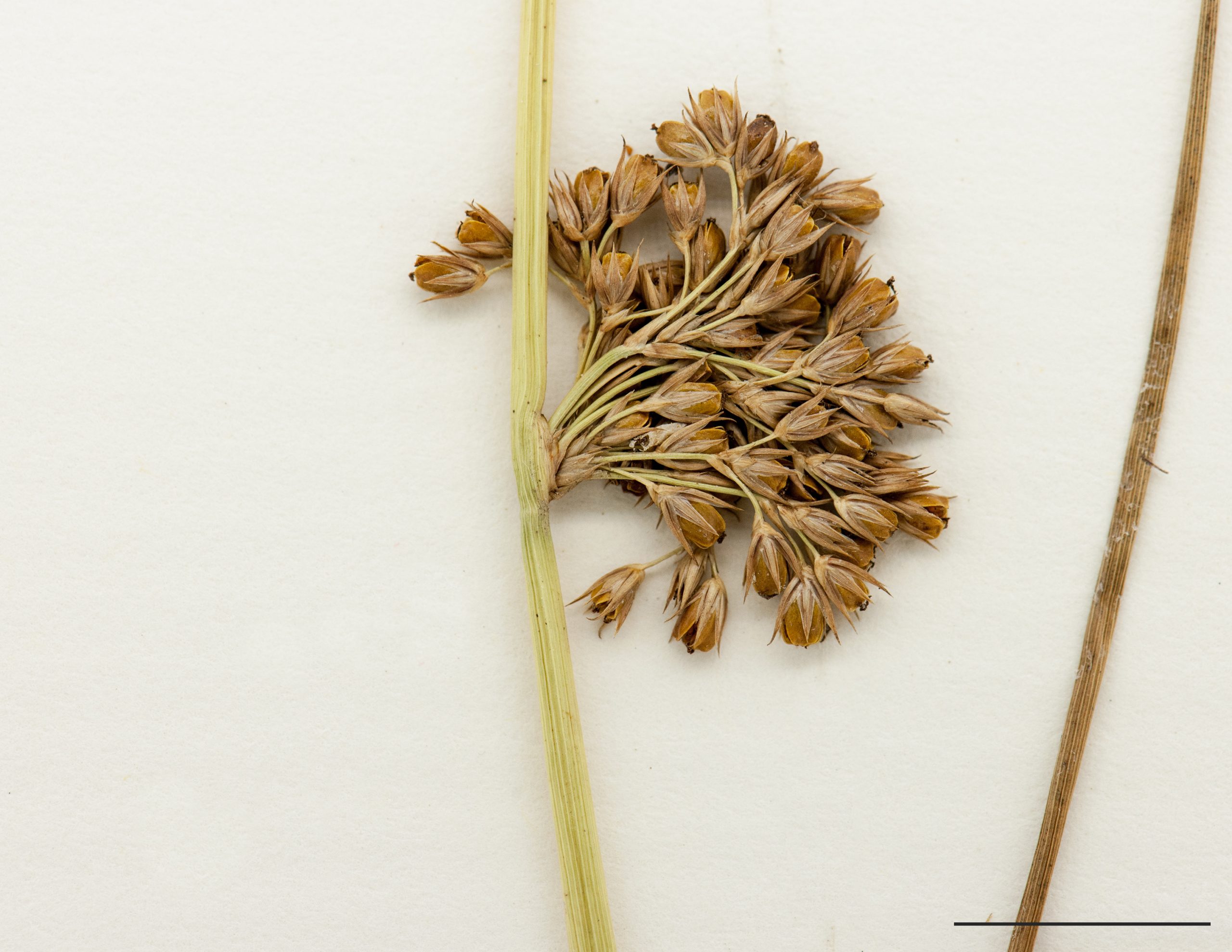 Infrutescence, capsule égalant les pièces florales