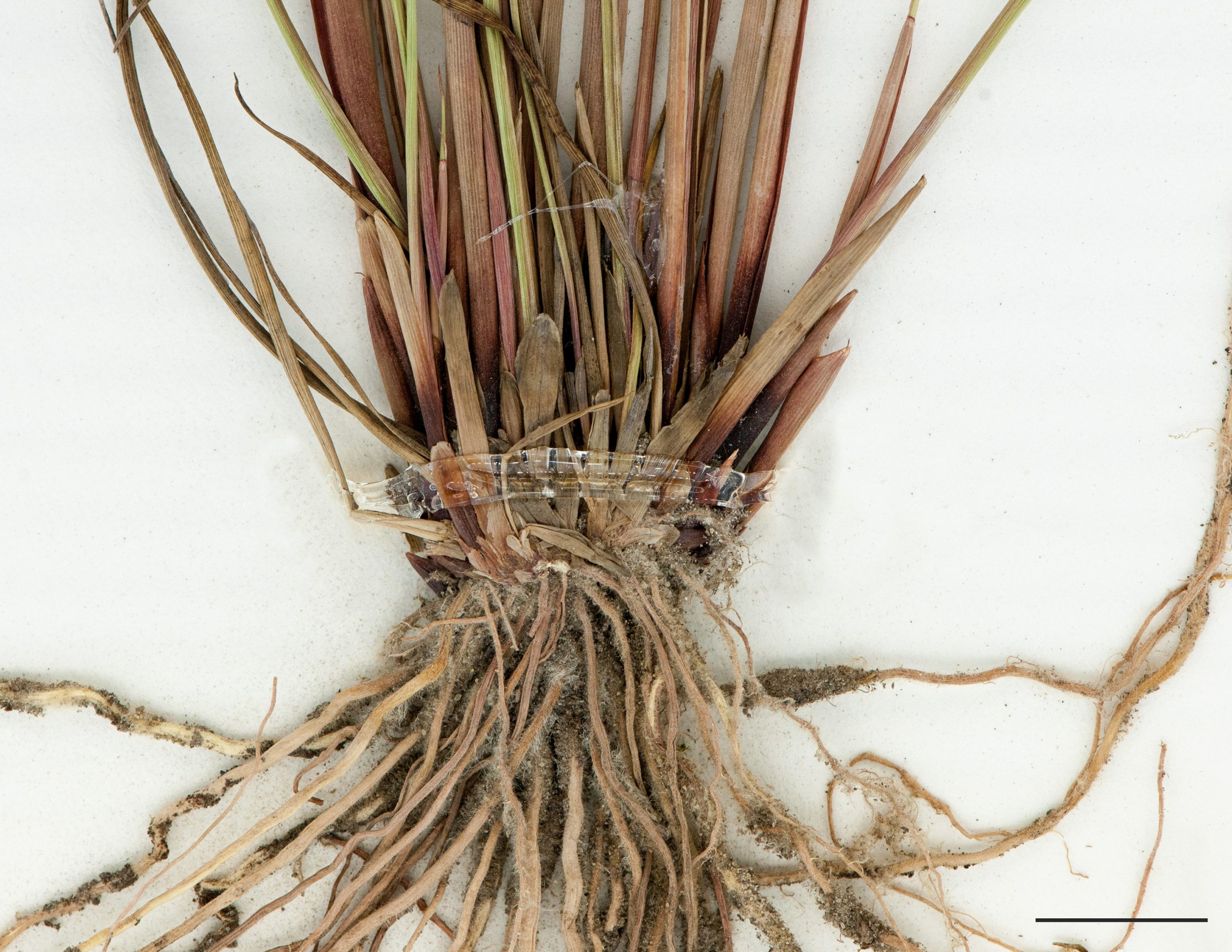 Rhizomes courts et racines
