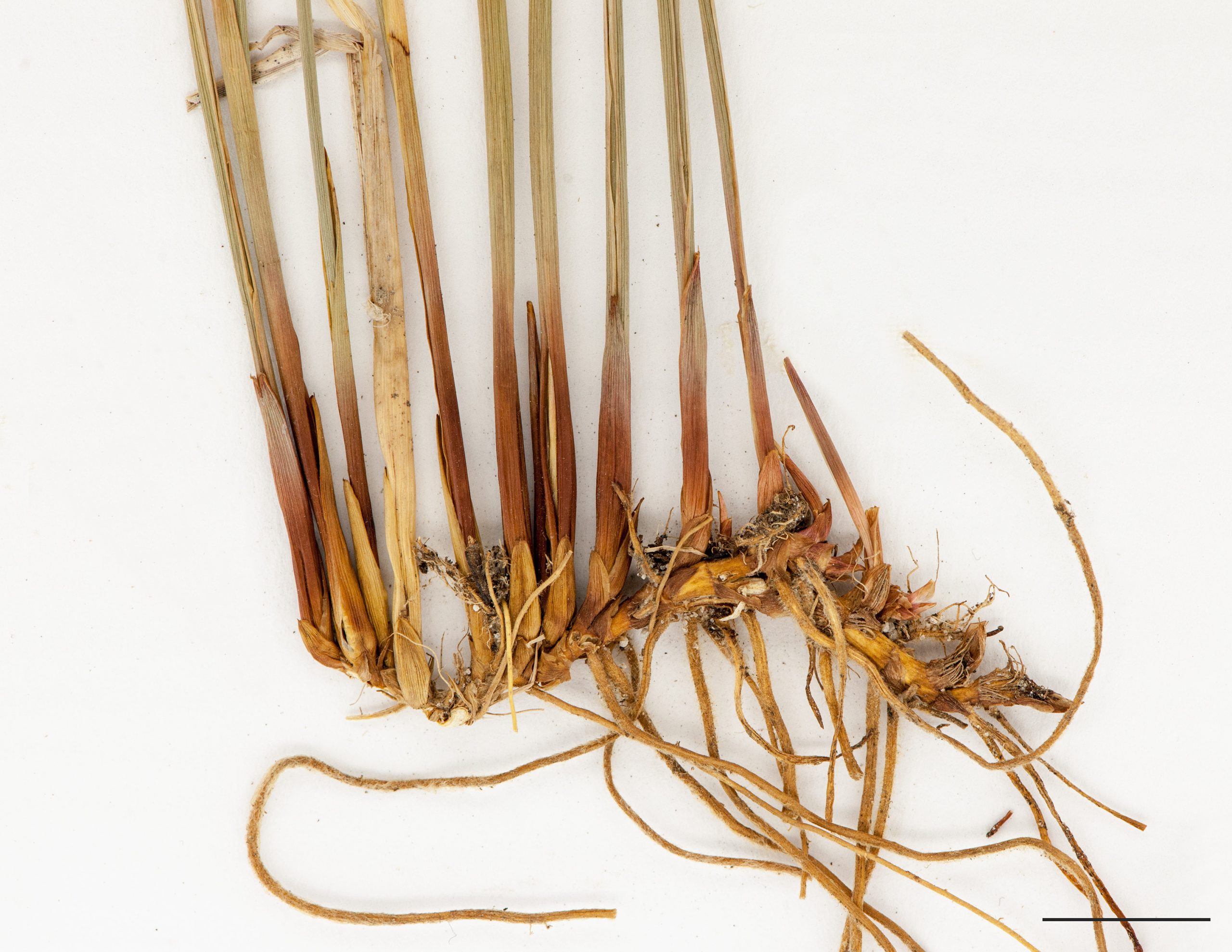 Rhizome rampant et racines