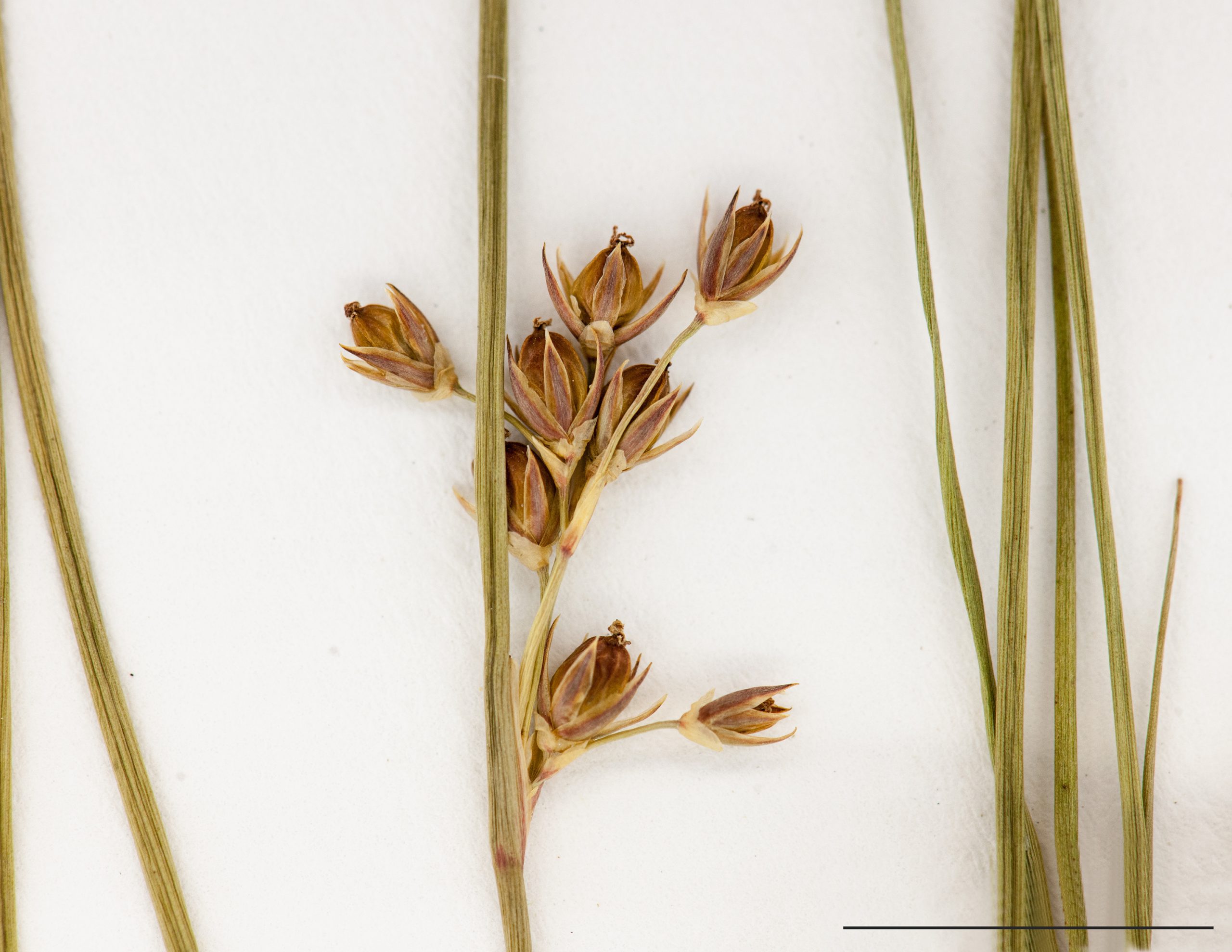 Infrutescence, capsule égalant ou presque les pièces florales