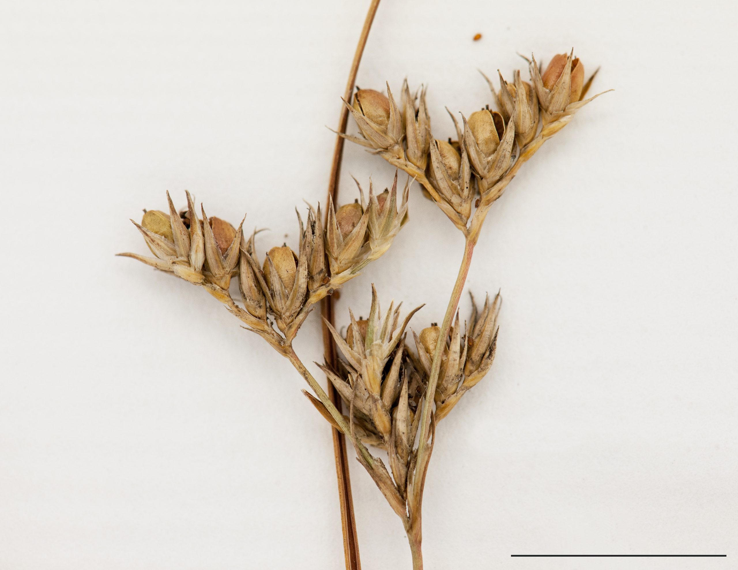 Infrutescence, capsule égalant la moitié des pièces florales