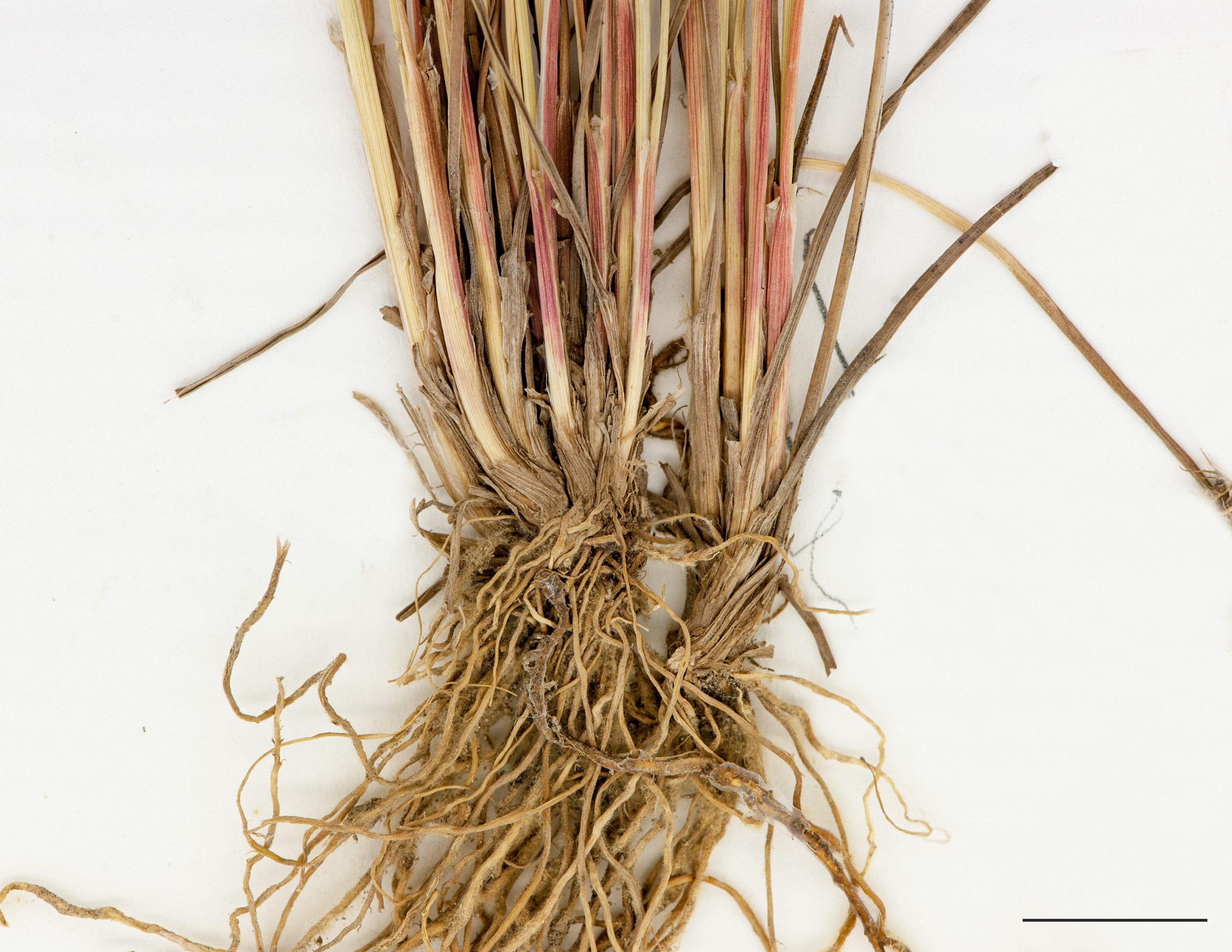 Rhizomes courts et racines