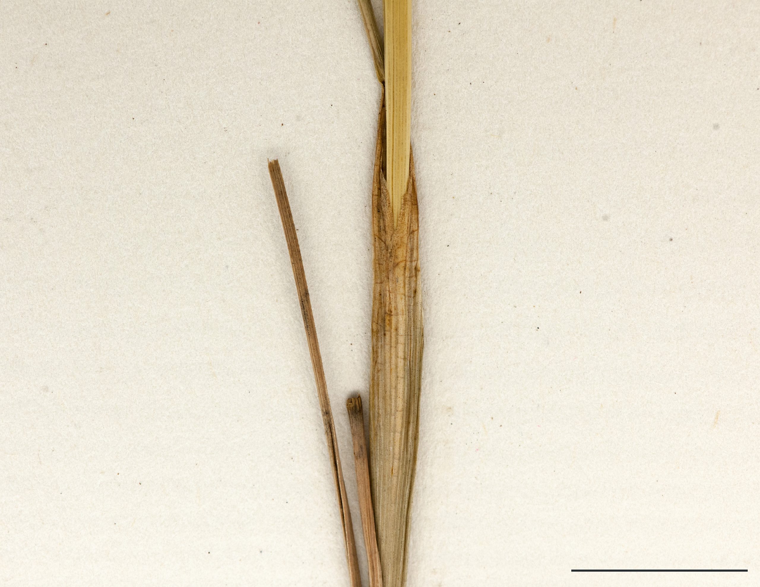 Feuilles supérieures réduites aux gaines