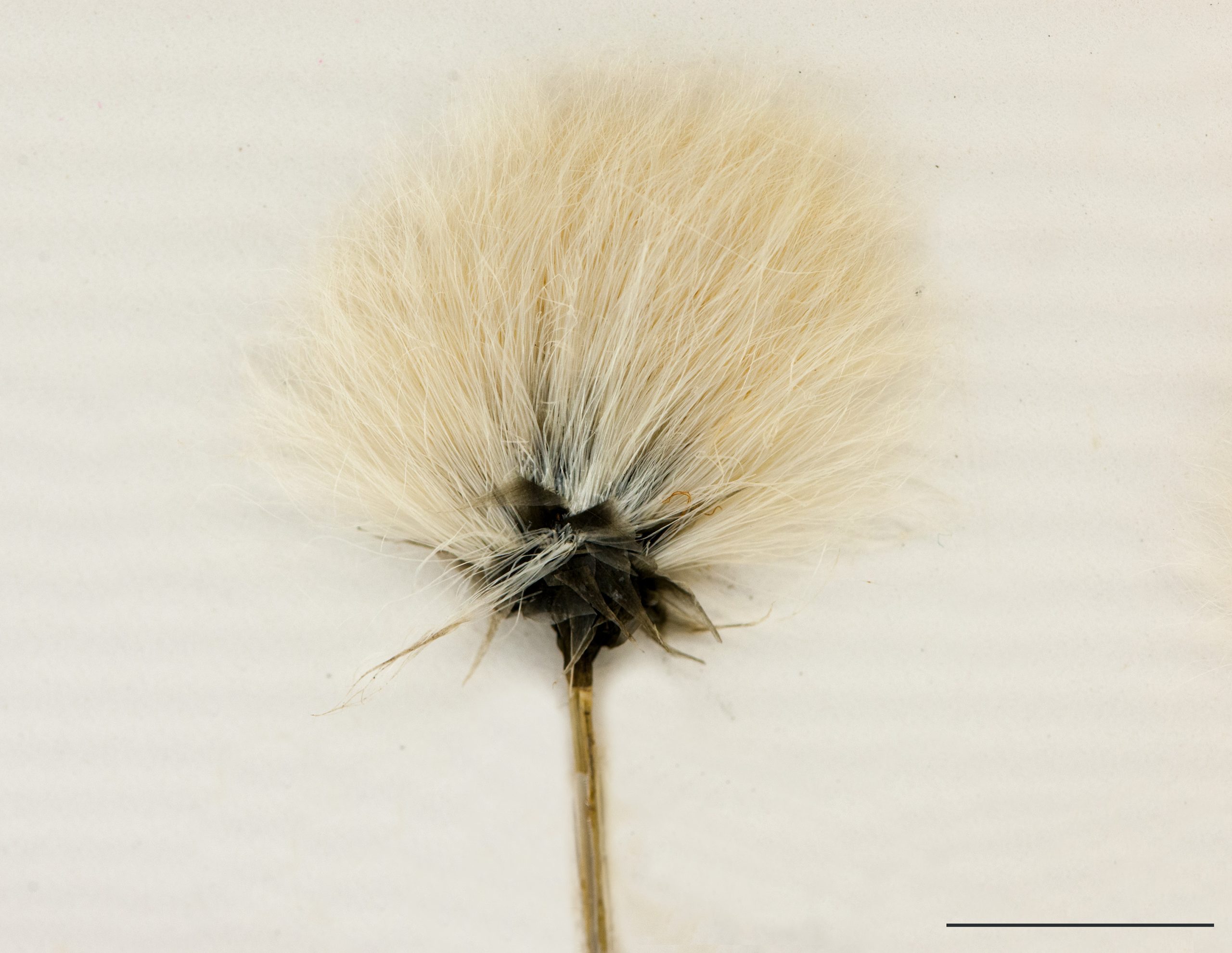 Épillet solitaire, soies longues