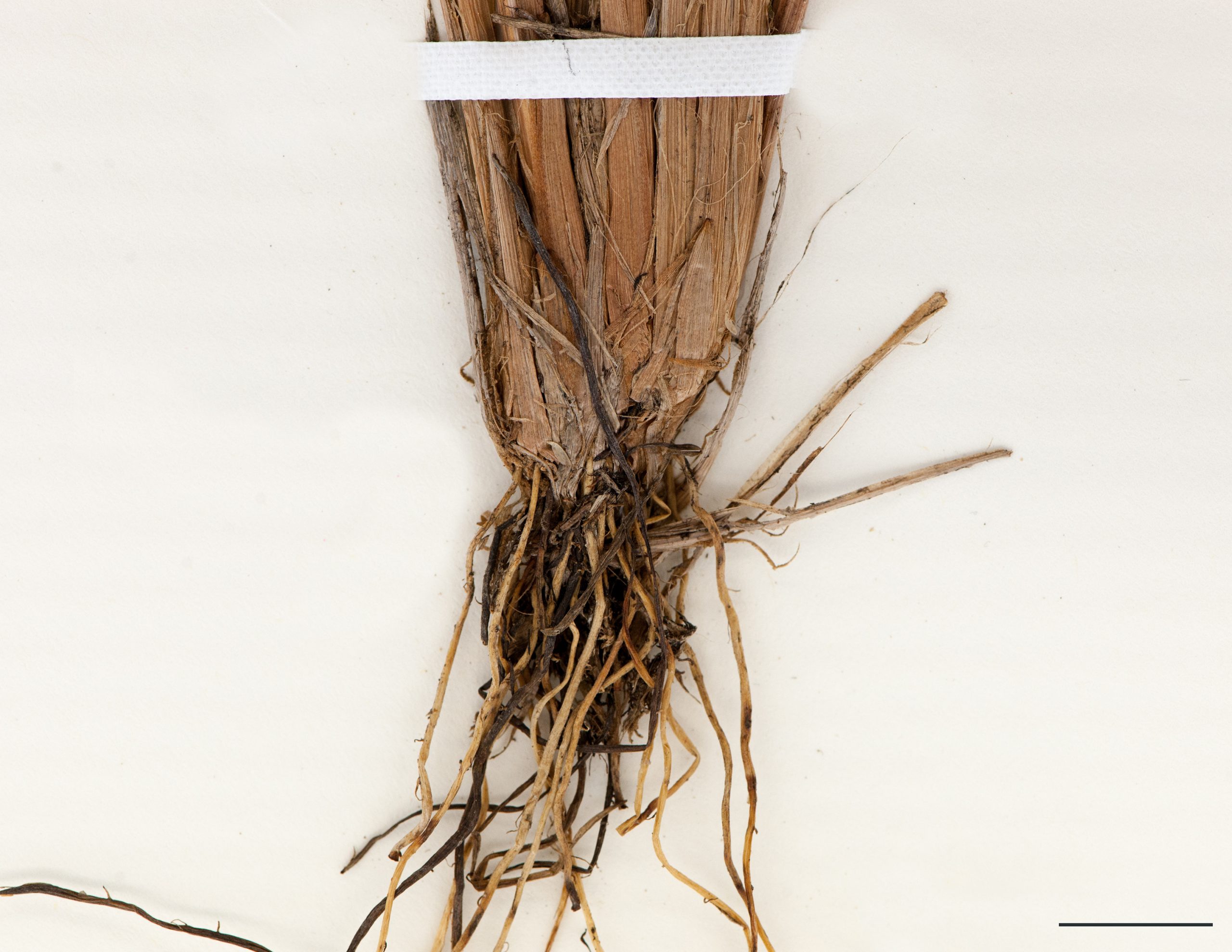 Base en touffe et racines