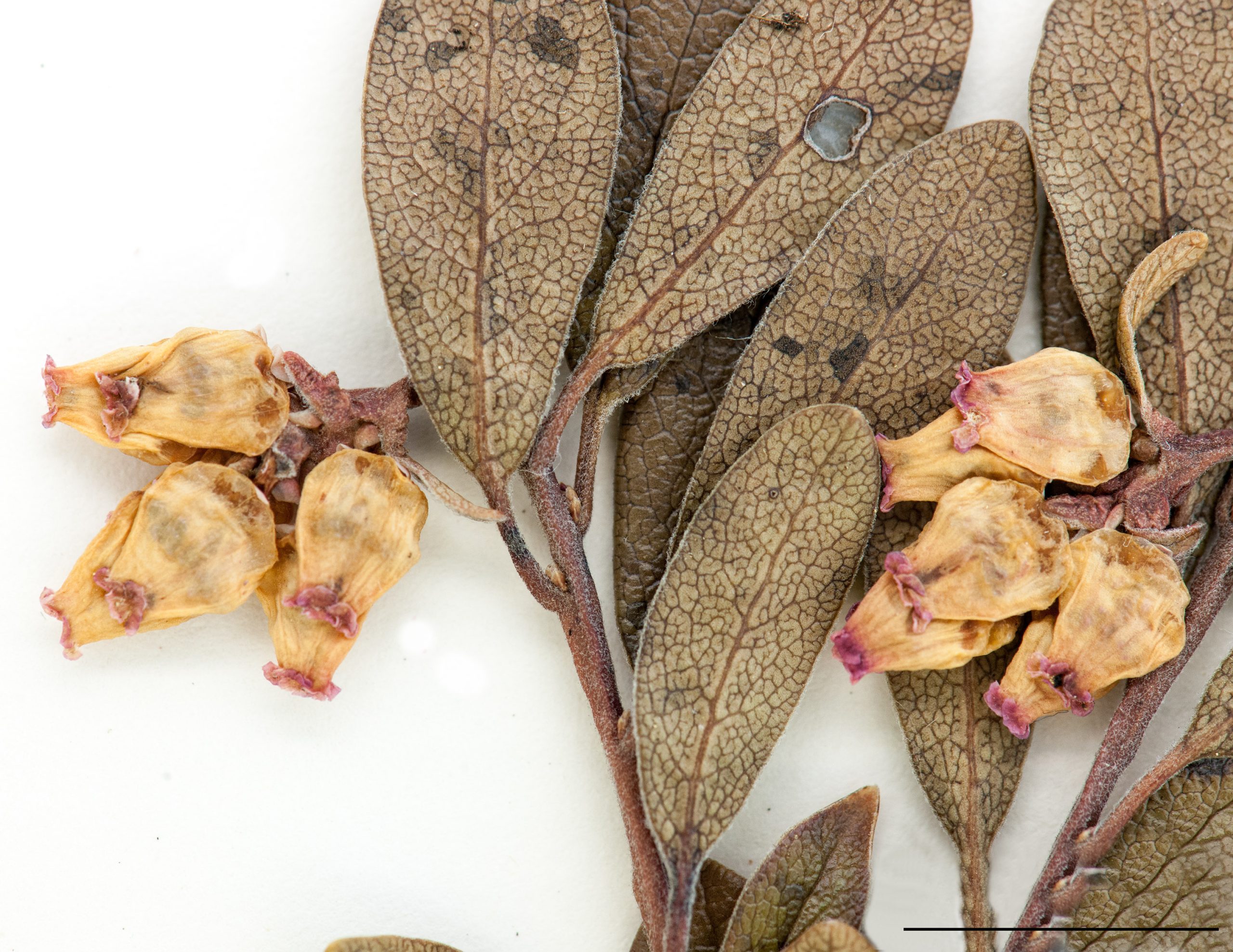 Fleurs disposées en grappe