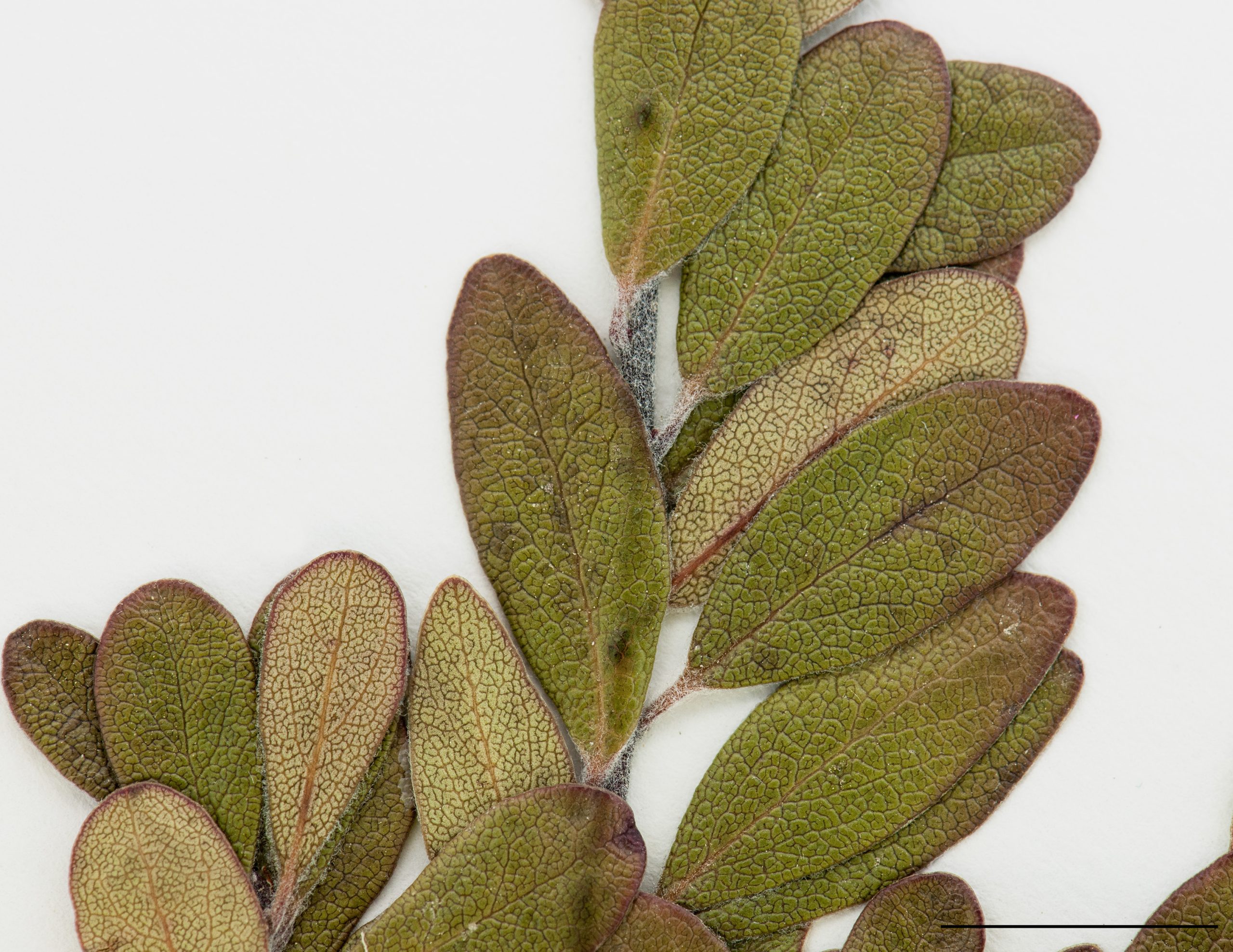 Feuilles obovées, obtues, marge entière