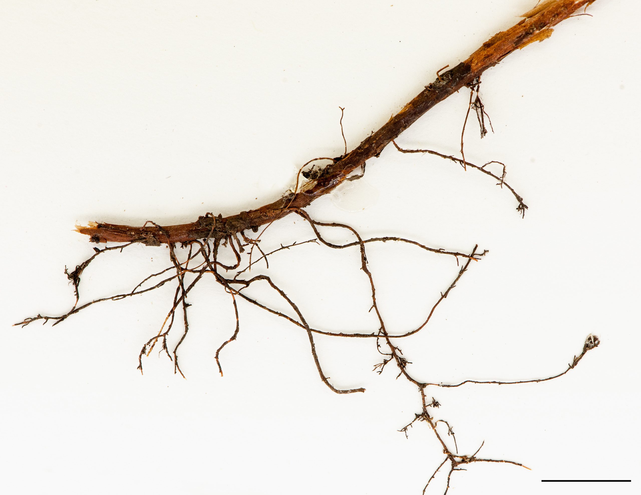 Tige étalée, rampante