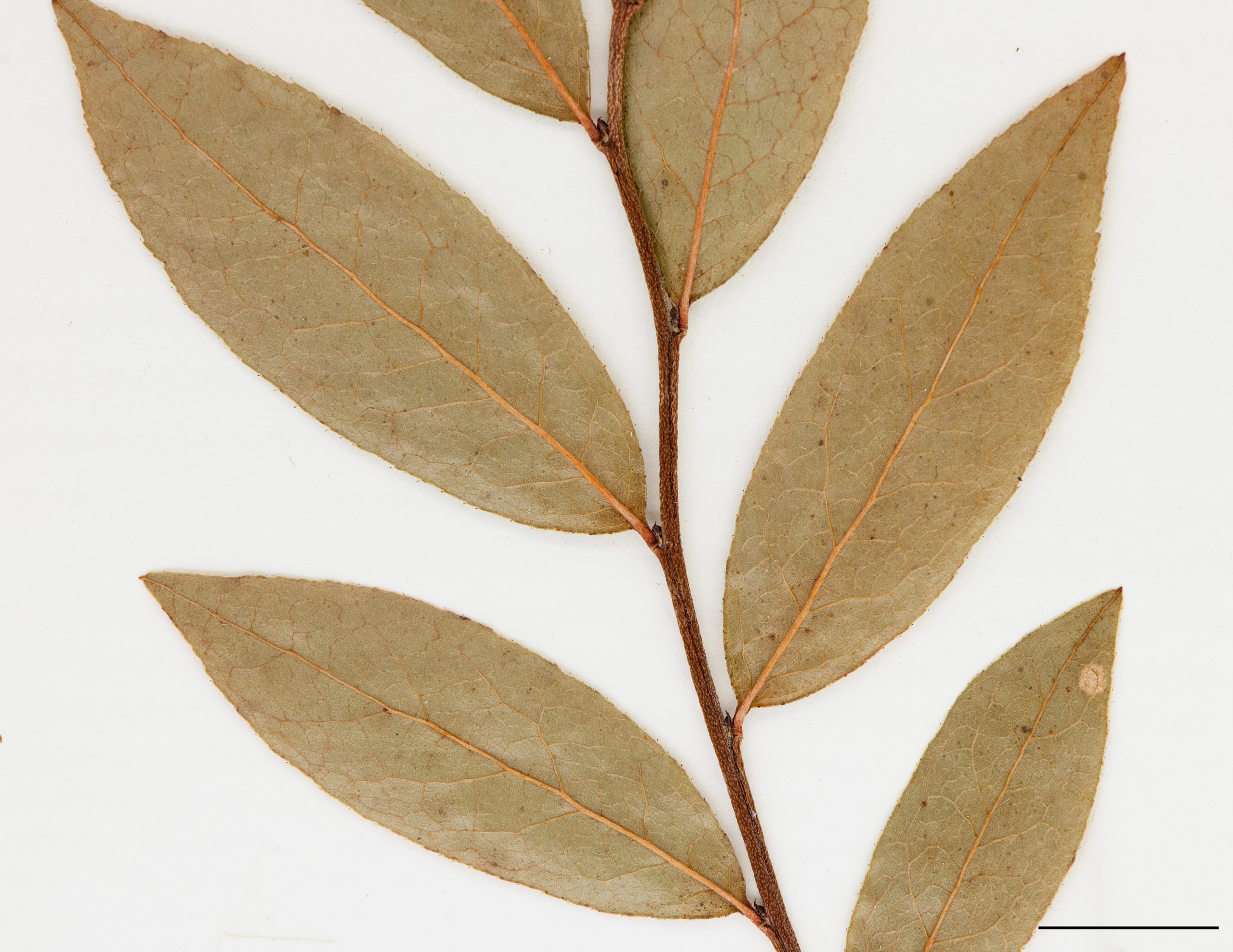 Feuilles oblongues à elliptiques, surface glabre