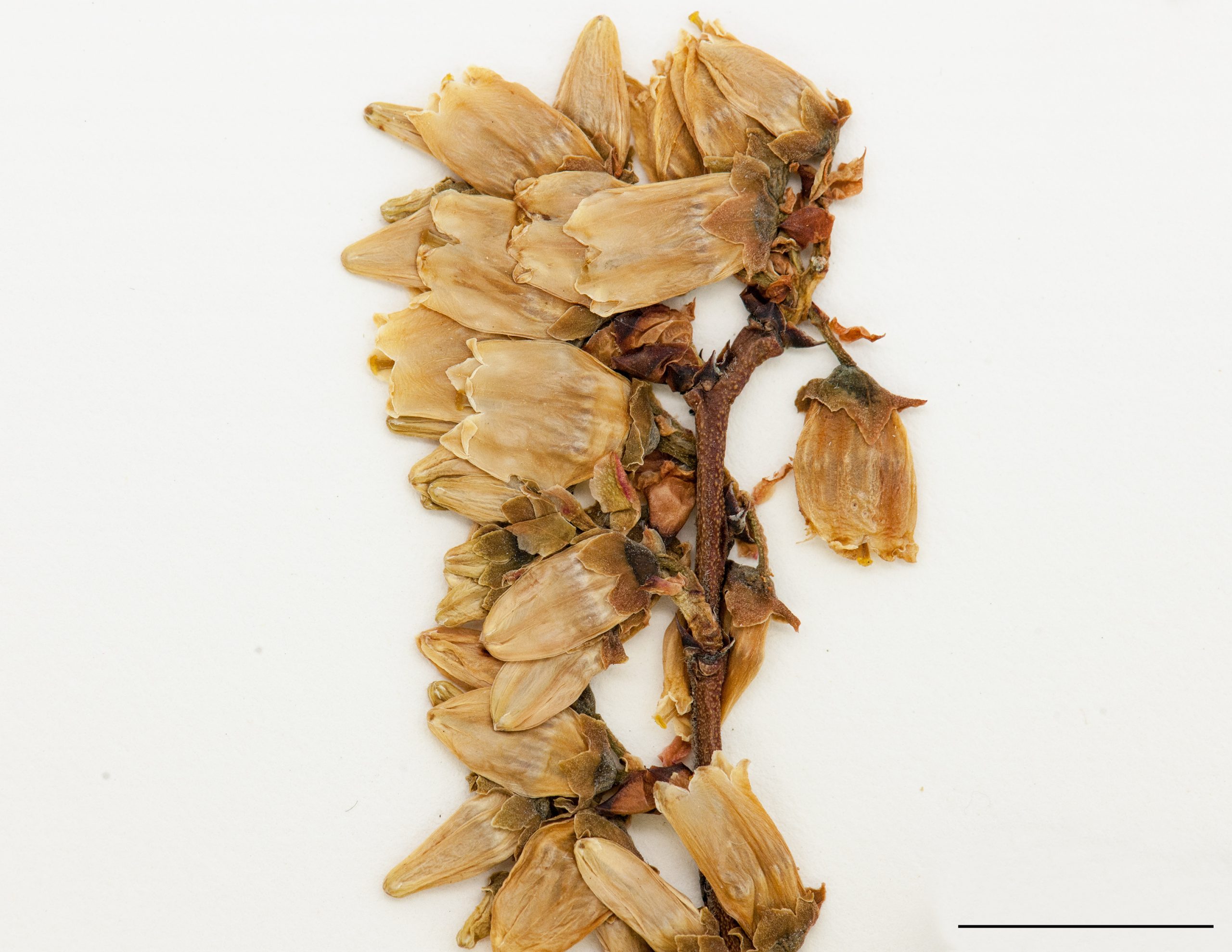 Fleurs disposées en grappes