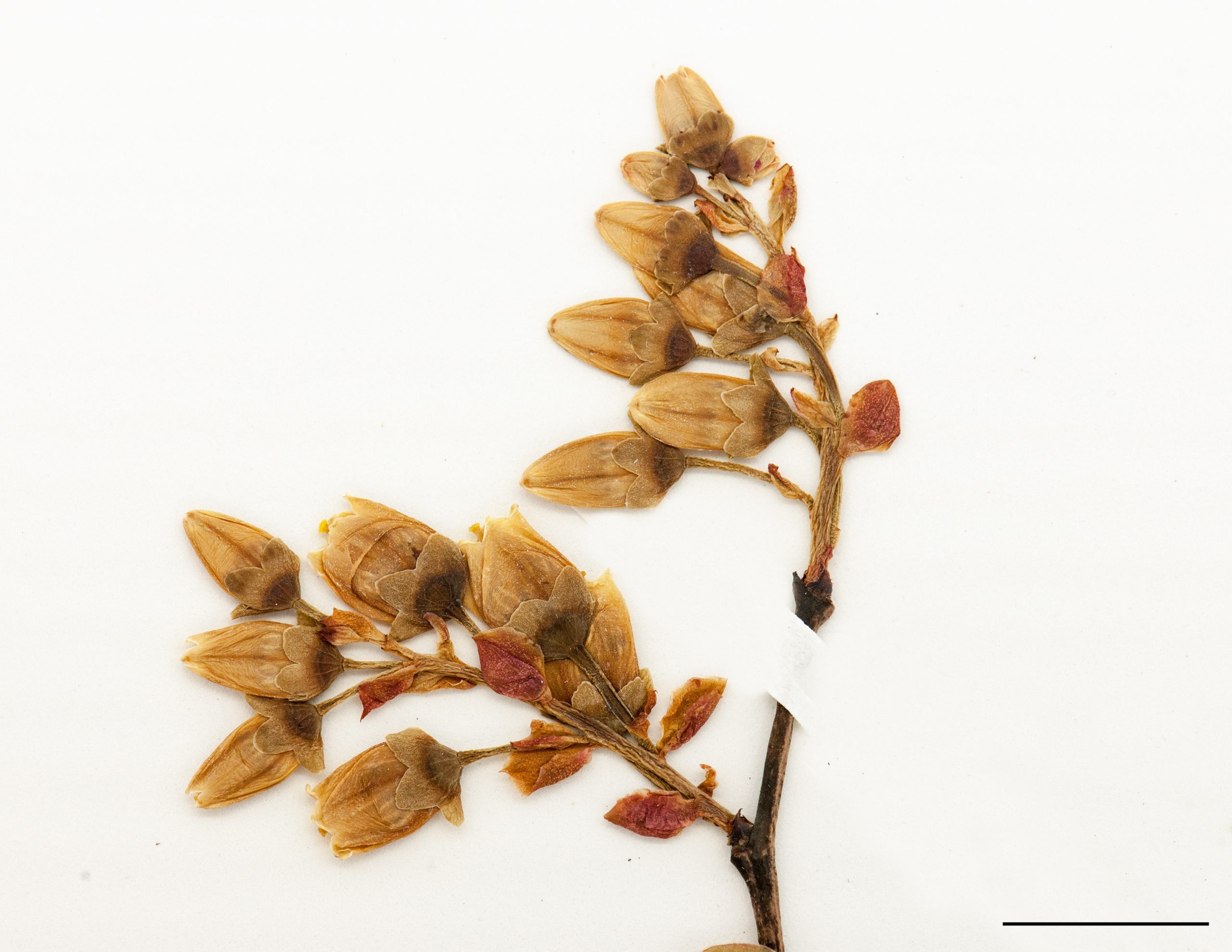 Fleurs disposées en grappe