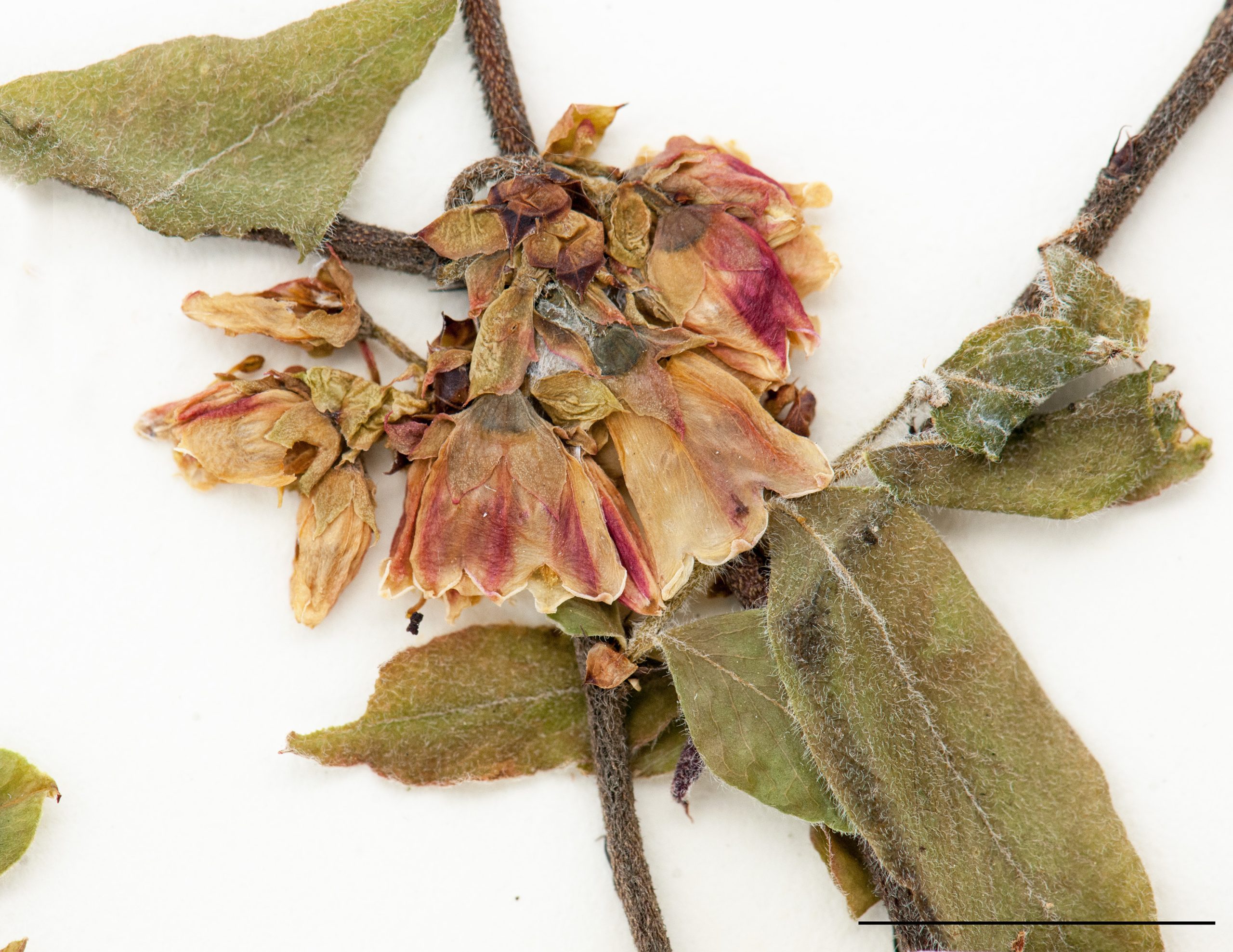 Fleurs campanulées disposées en glomérule