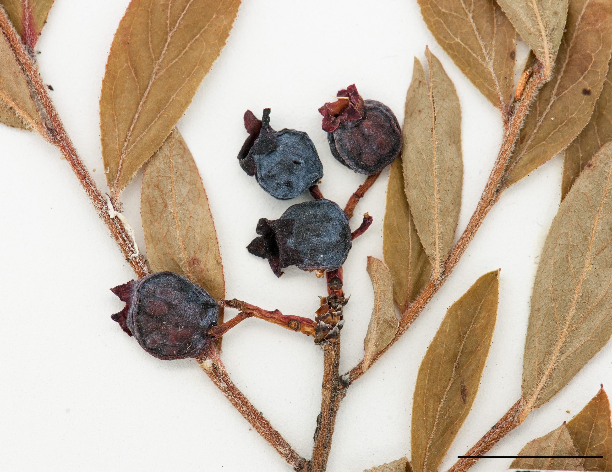 Fruit, une baie globuleuse bleue