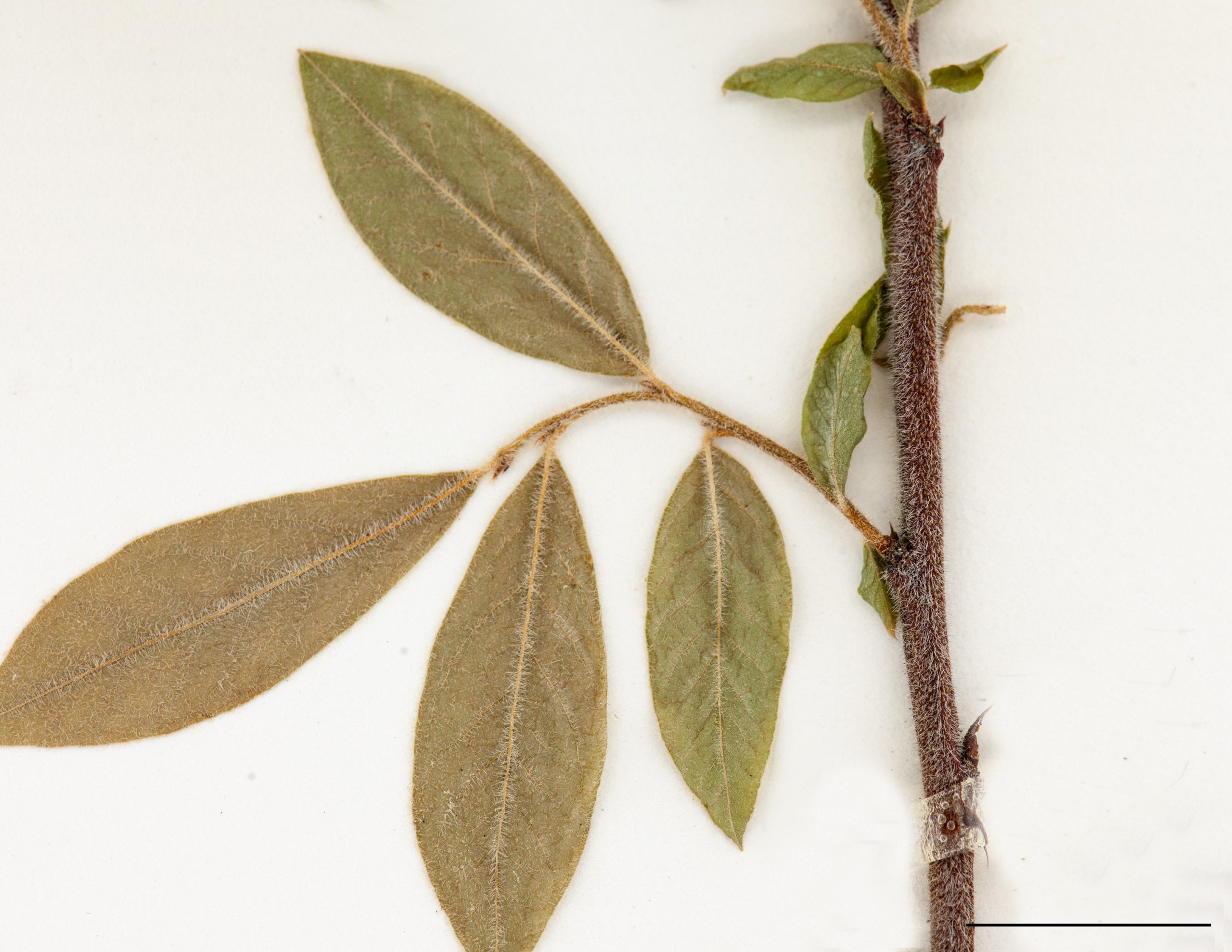 Feuilles ovées, aiguës, nettement pubescentes