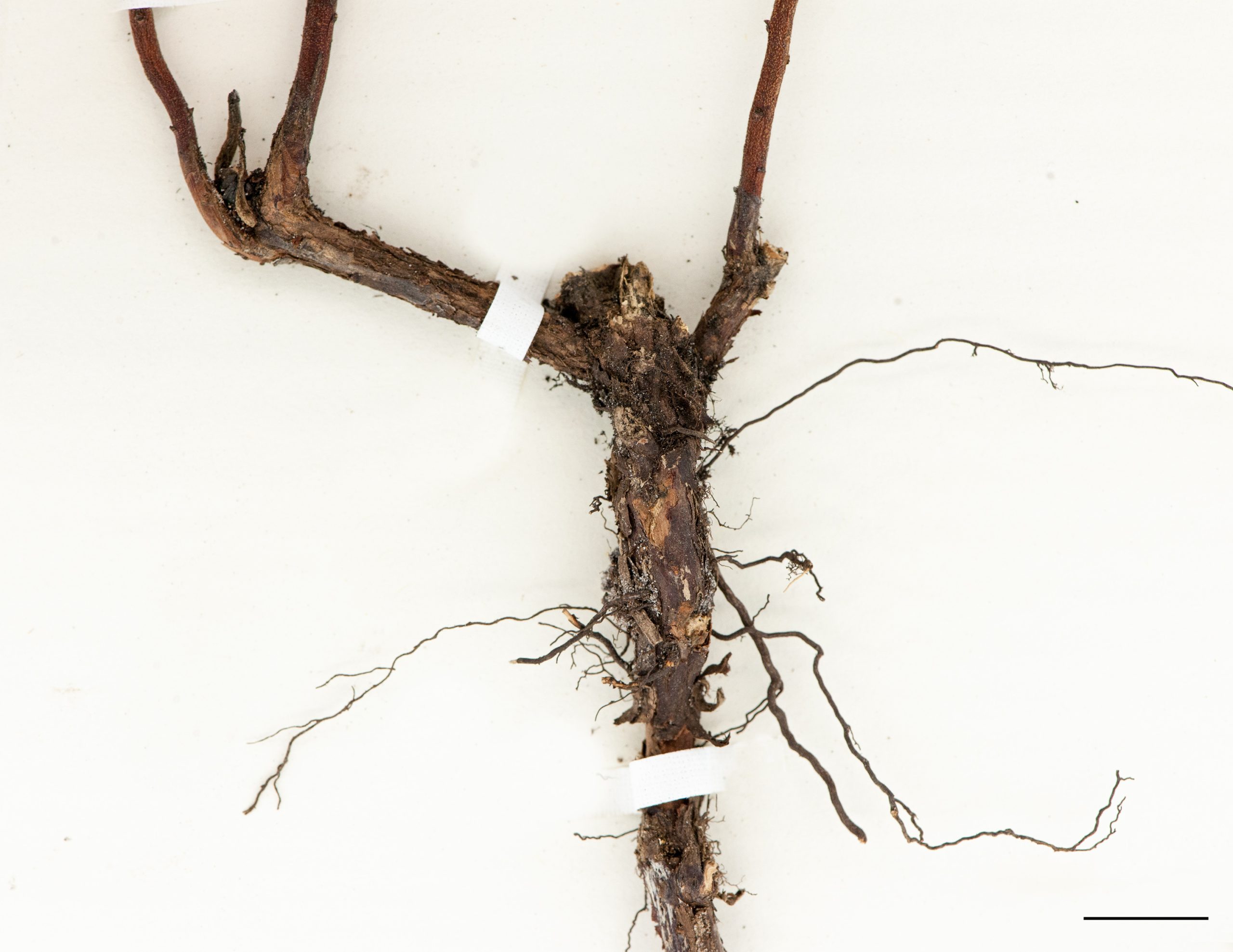 Base de la tige rhizomateuse