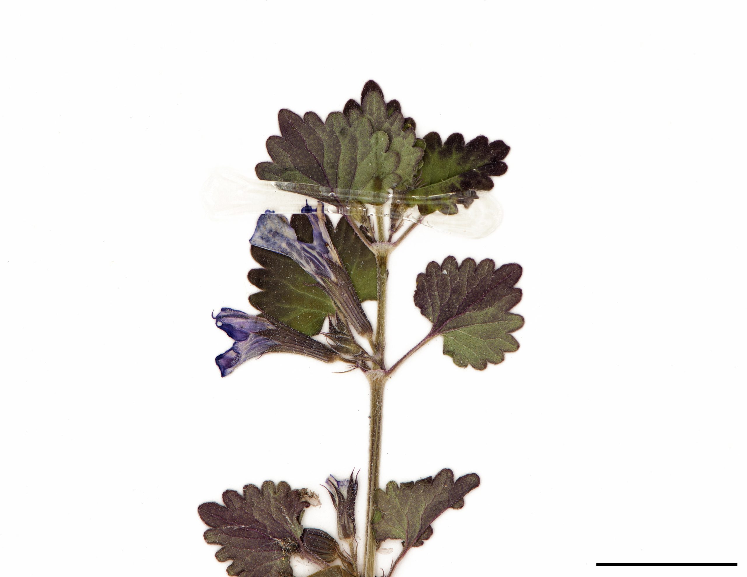 Fleurs bilabiées violettes, en verticilles de 2 à 5, à l’aisselle de presque toutes les feuilles.