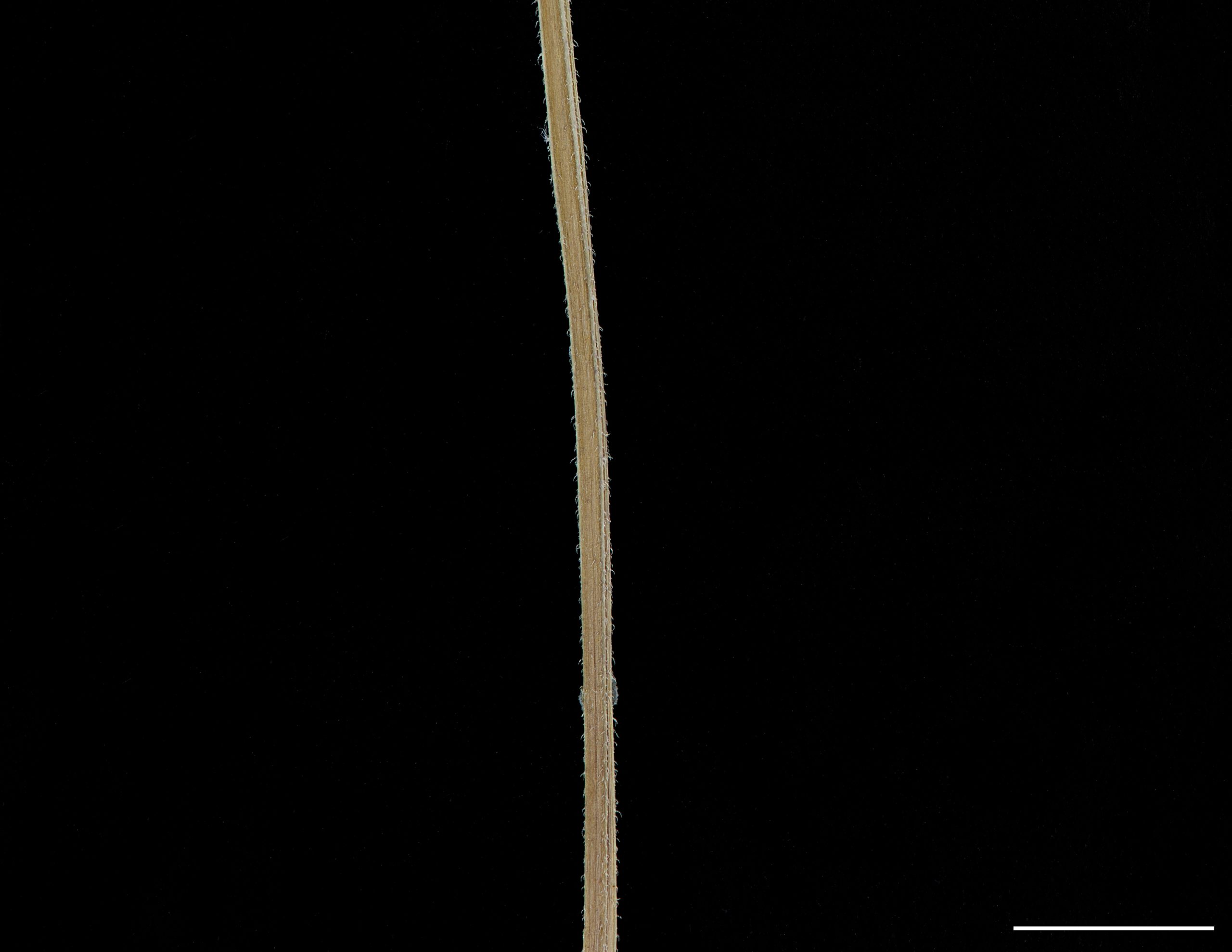 Plante pubescente, tige carrée.