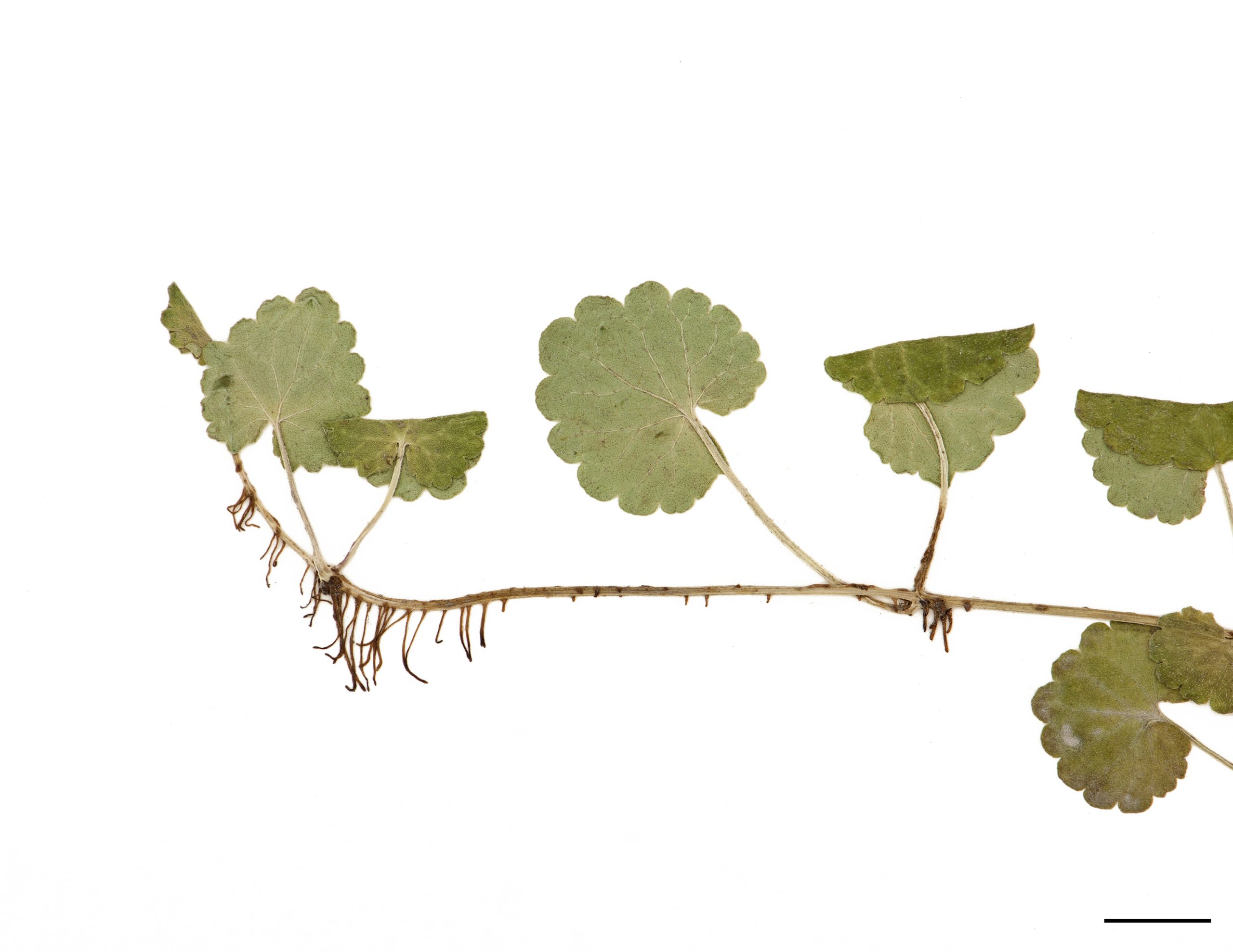 Plante produisant des stolons minces et des racines fibreuses.