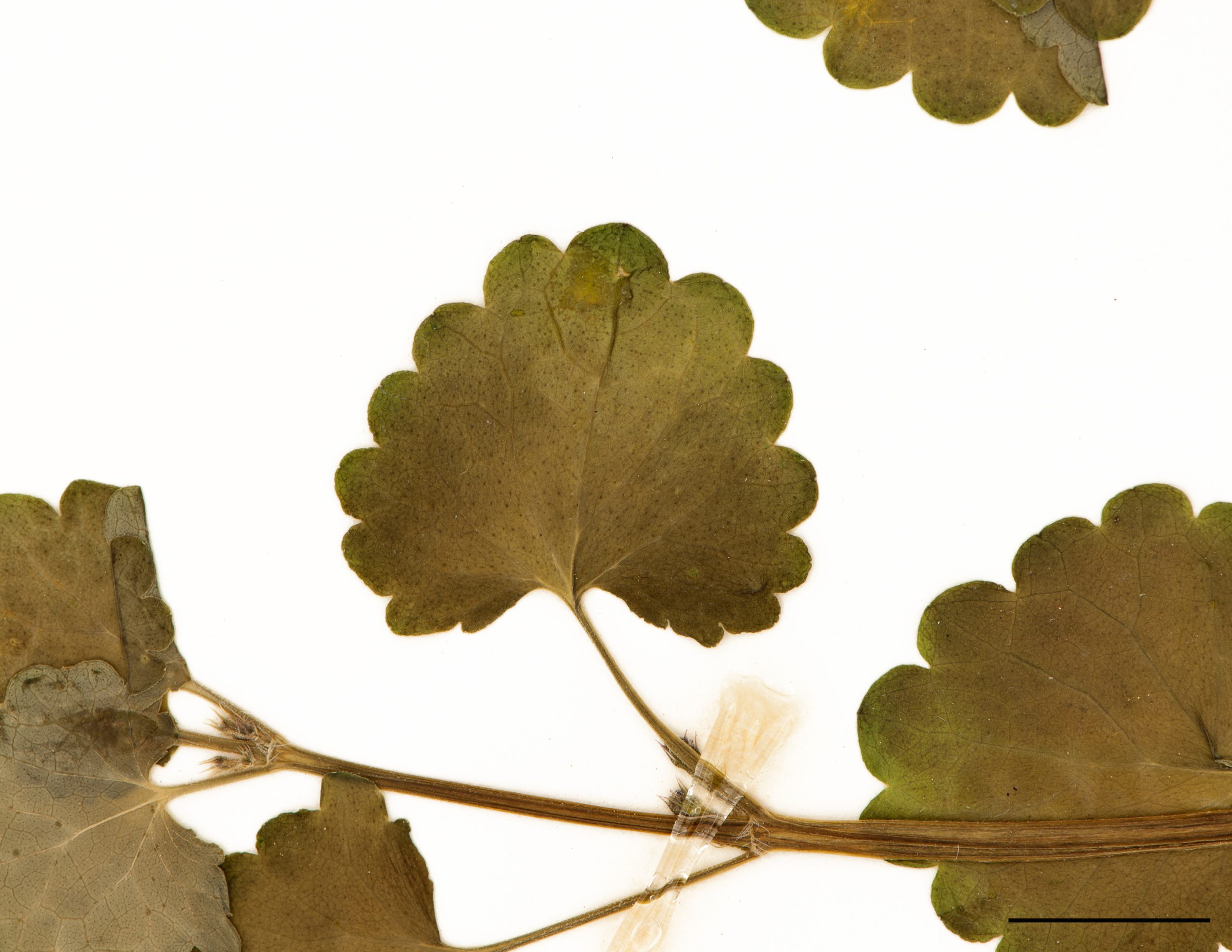 Feuilles toutes semblables; rondes-cordées à cordées-réniformes, crénelées et longuement pétiolées.