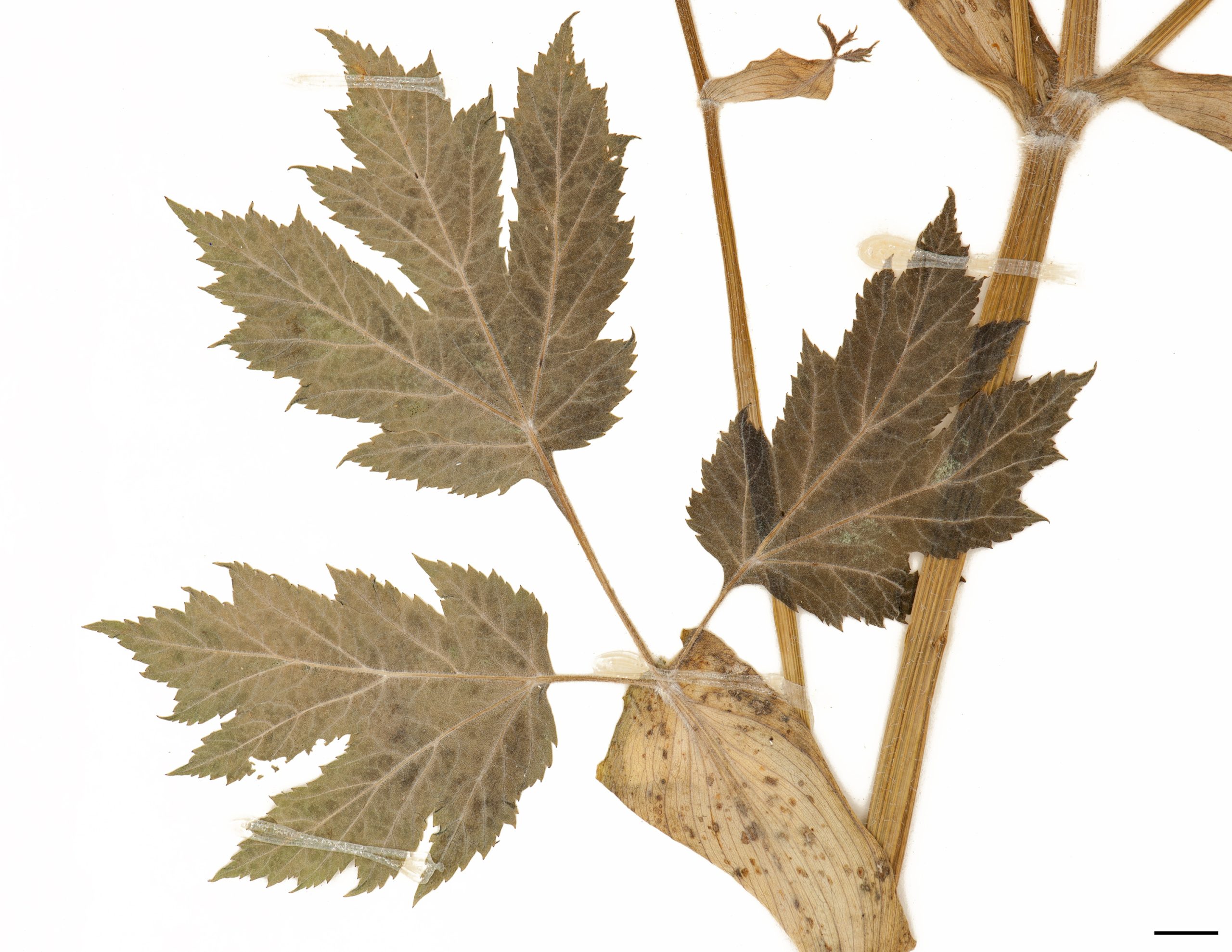 Feuilles divisées en 3 à 5 folioles, folioles longuement pétiolées, découpées et dentées.