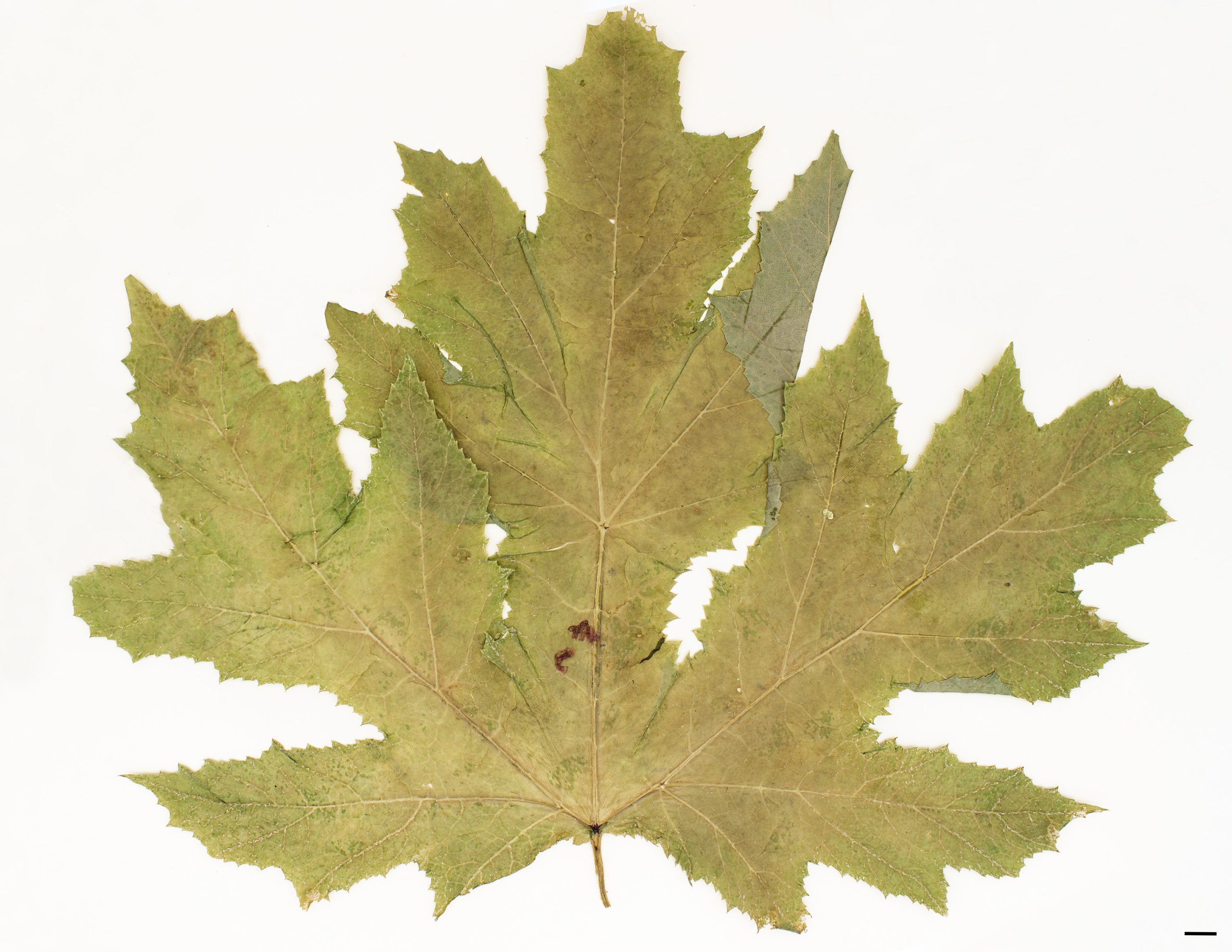 Feuilles divisées en 1 à 3 folioles, profondément découpées et dentées.